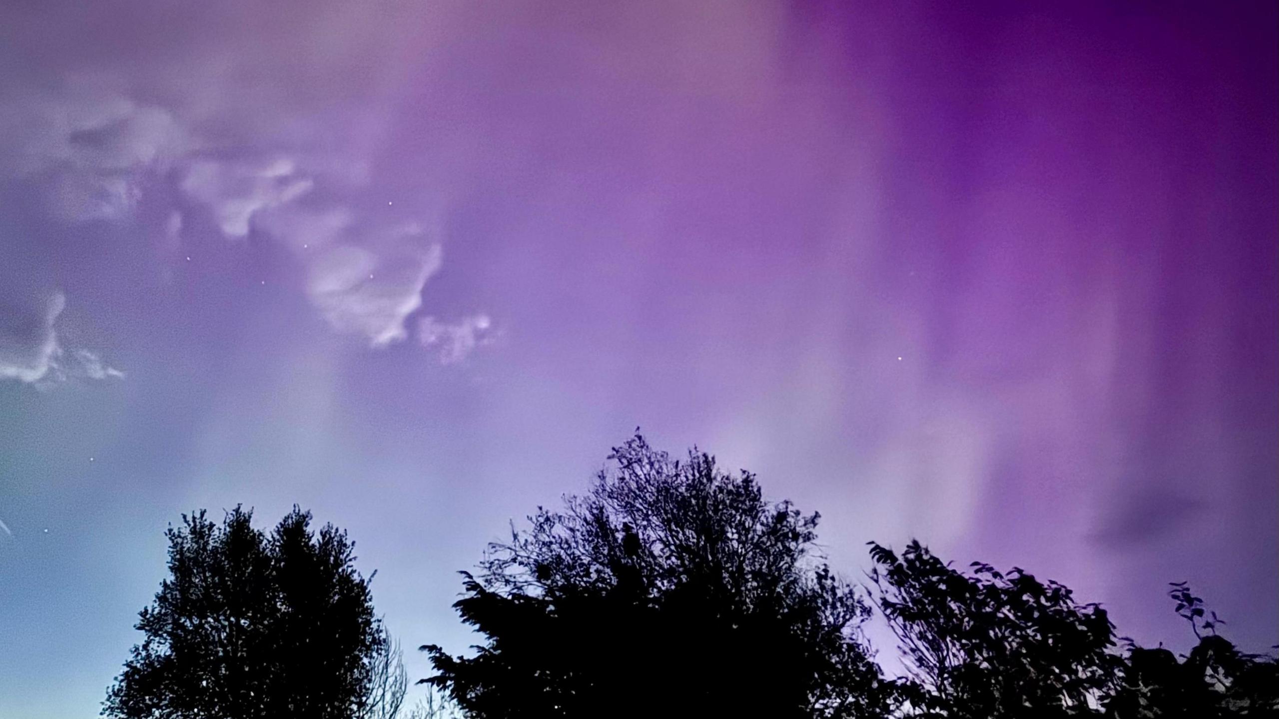 Northern Lights over trees