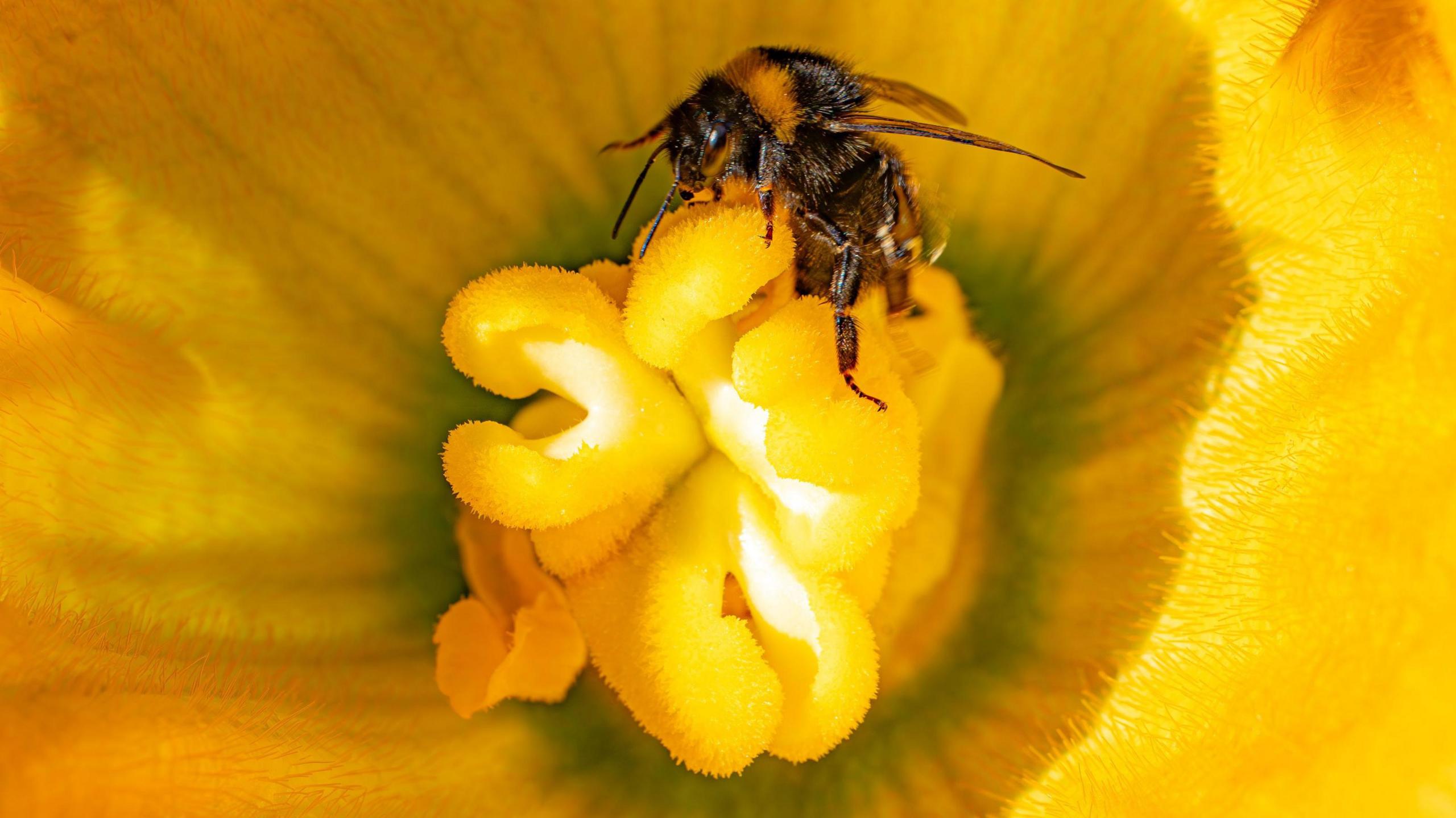 A bees collects pollen from a yellow flower.