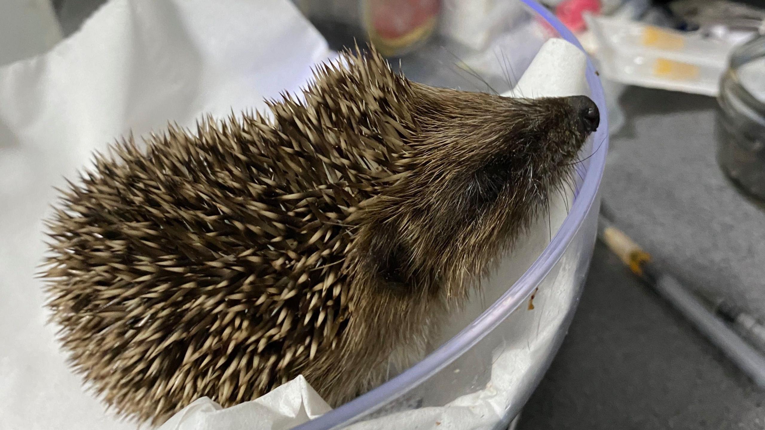 Hedgehog rescue Retford