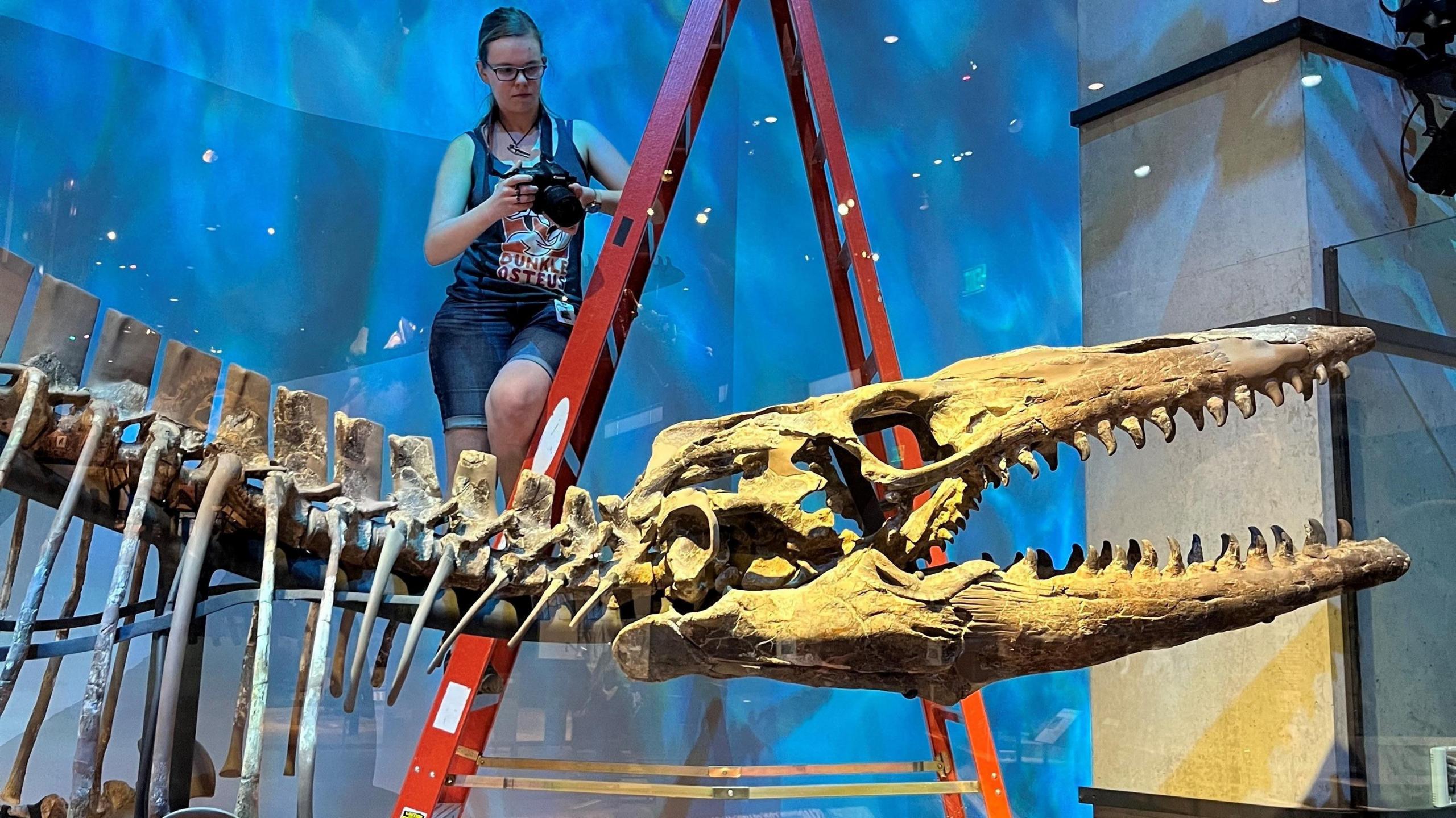 Researcher Amelia Zietlow examines the Tylosaurus rex holotype skeleton at the Perot Museum of Nature and Science in Dallas.