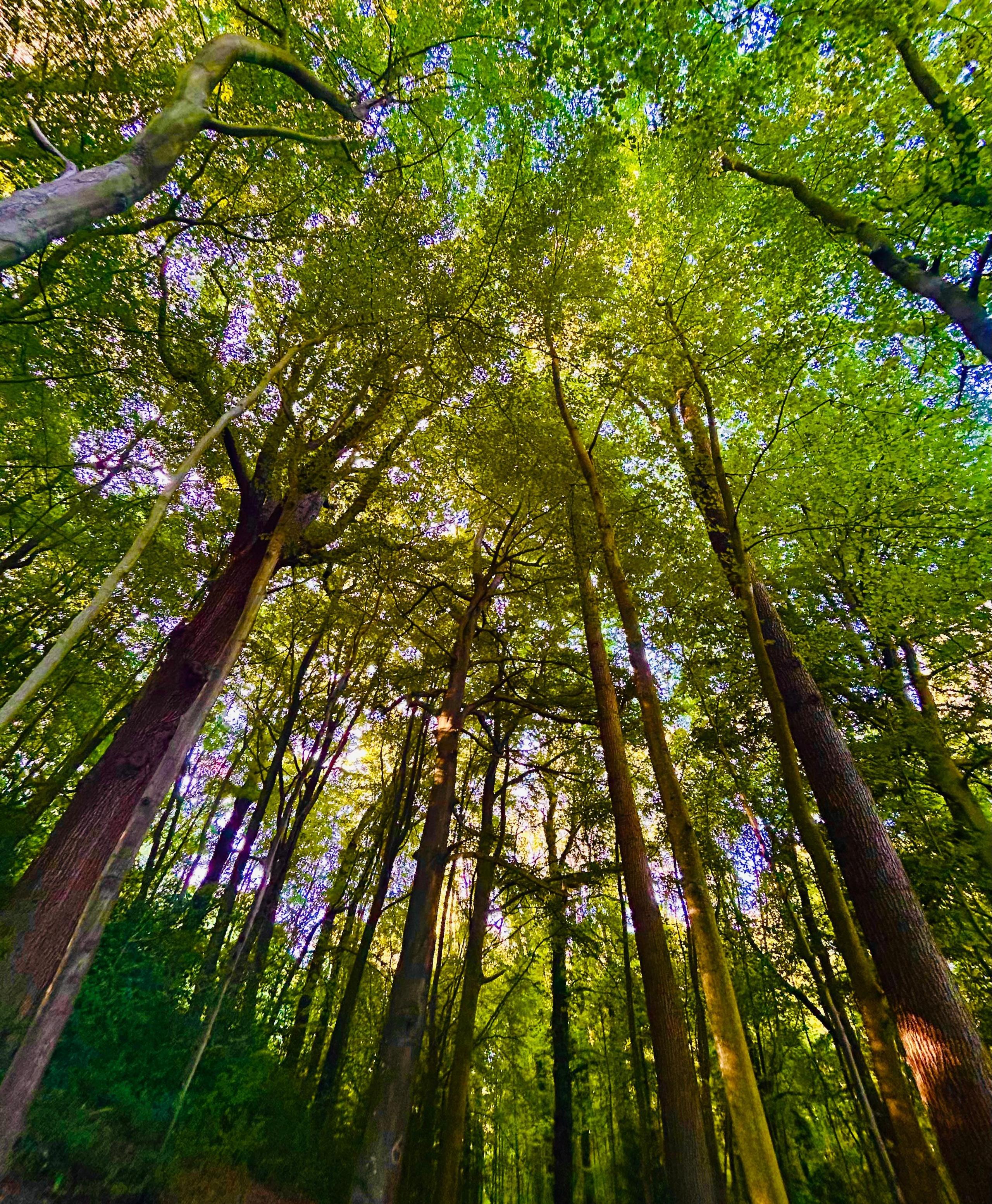 A shot from ground level looking up through tall, straight trees with bright green leaves and a sunny blue sky above