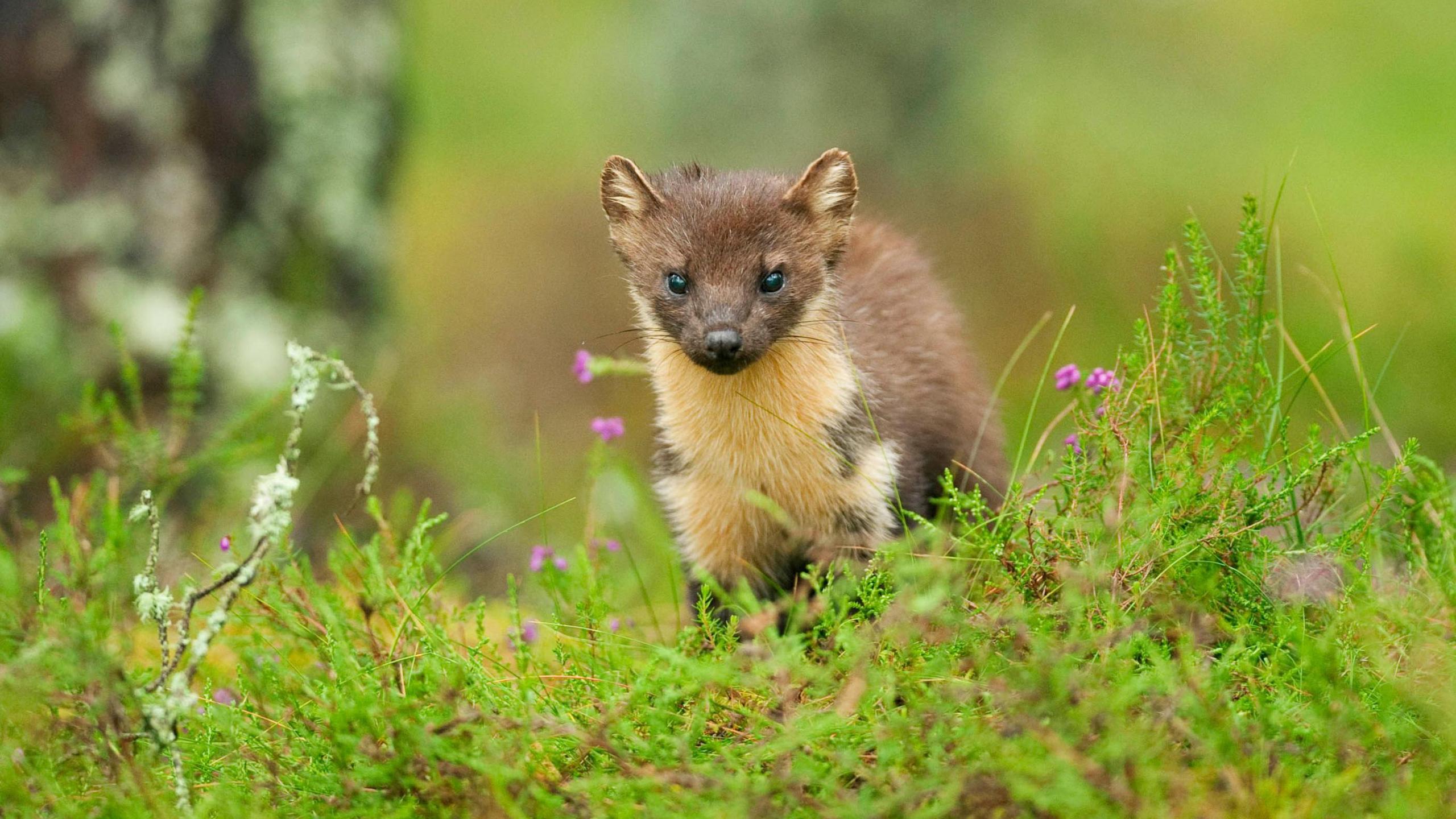 A pine marten is standing on the ground surrounded by moss and small purple flowers. He has brown fur and a white chest. He is looking straight ahead.