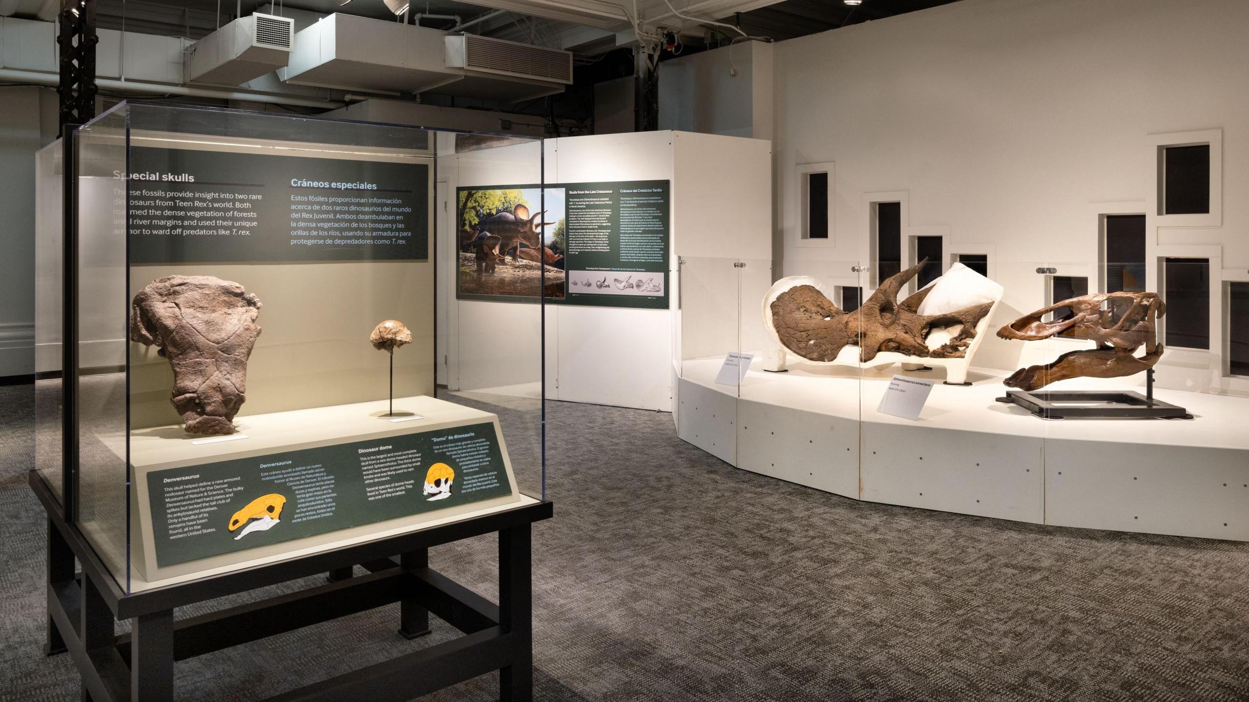 The inside of a dinosaur museum, with bones and skulls on display