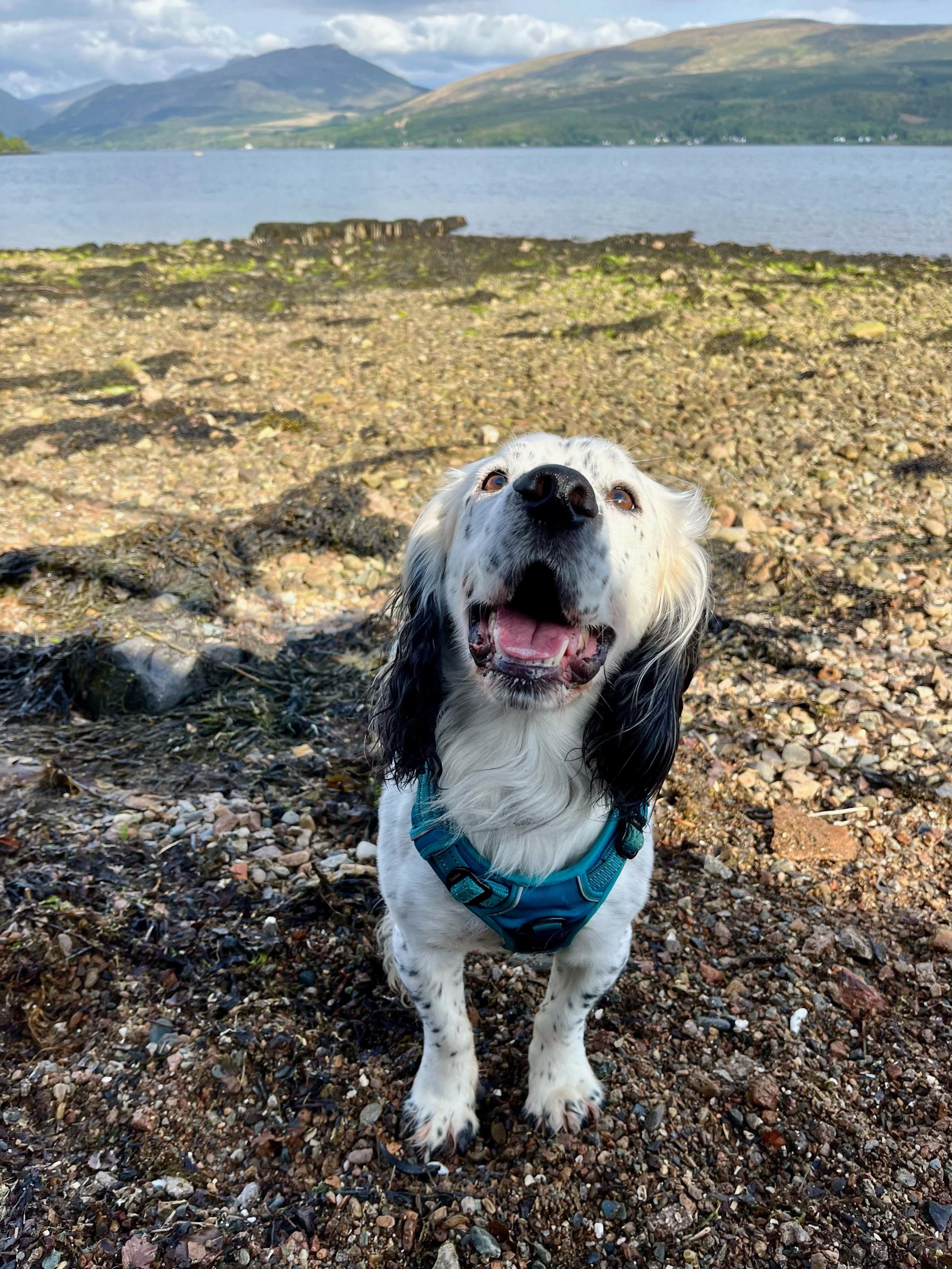 Dog sitting on the beach