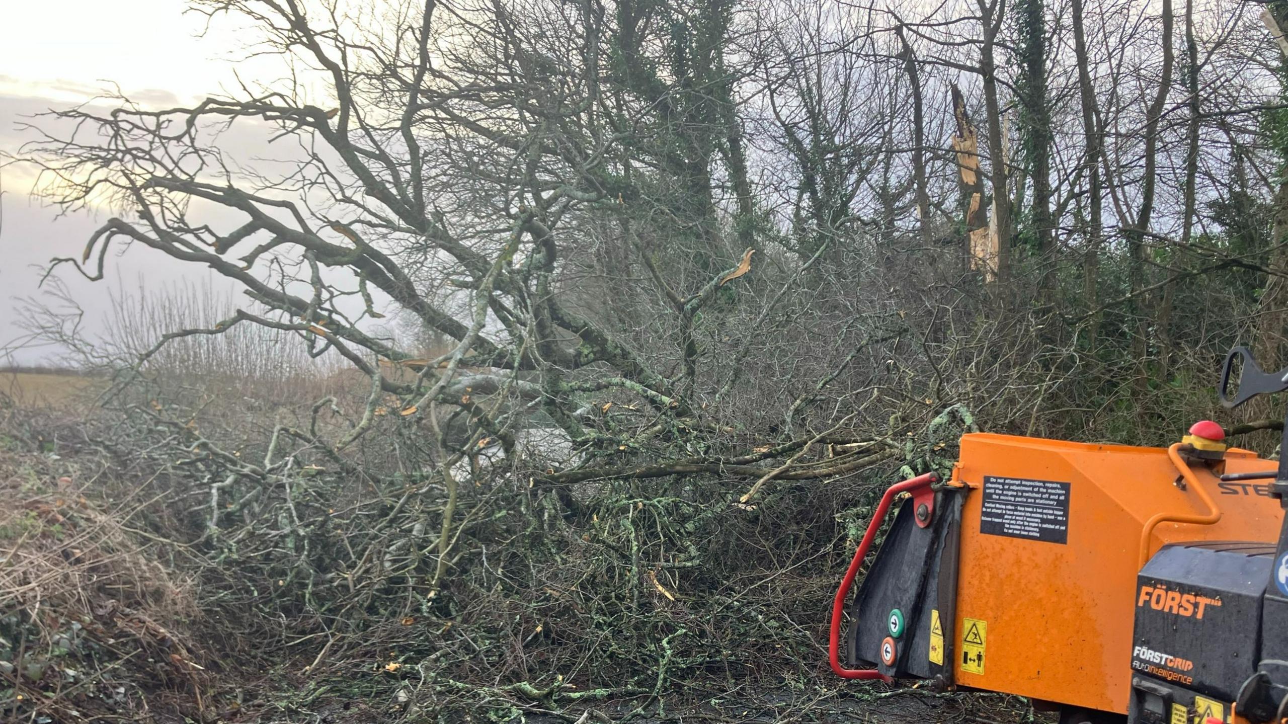 Tree across a road