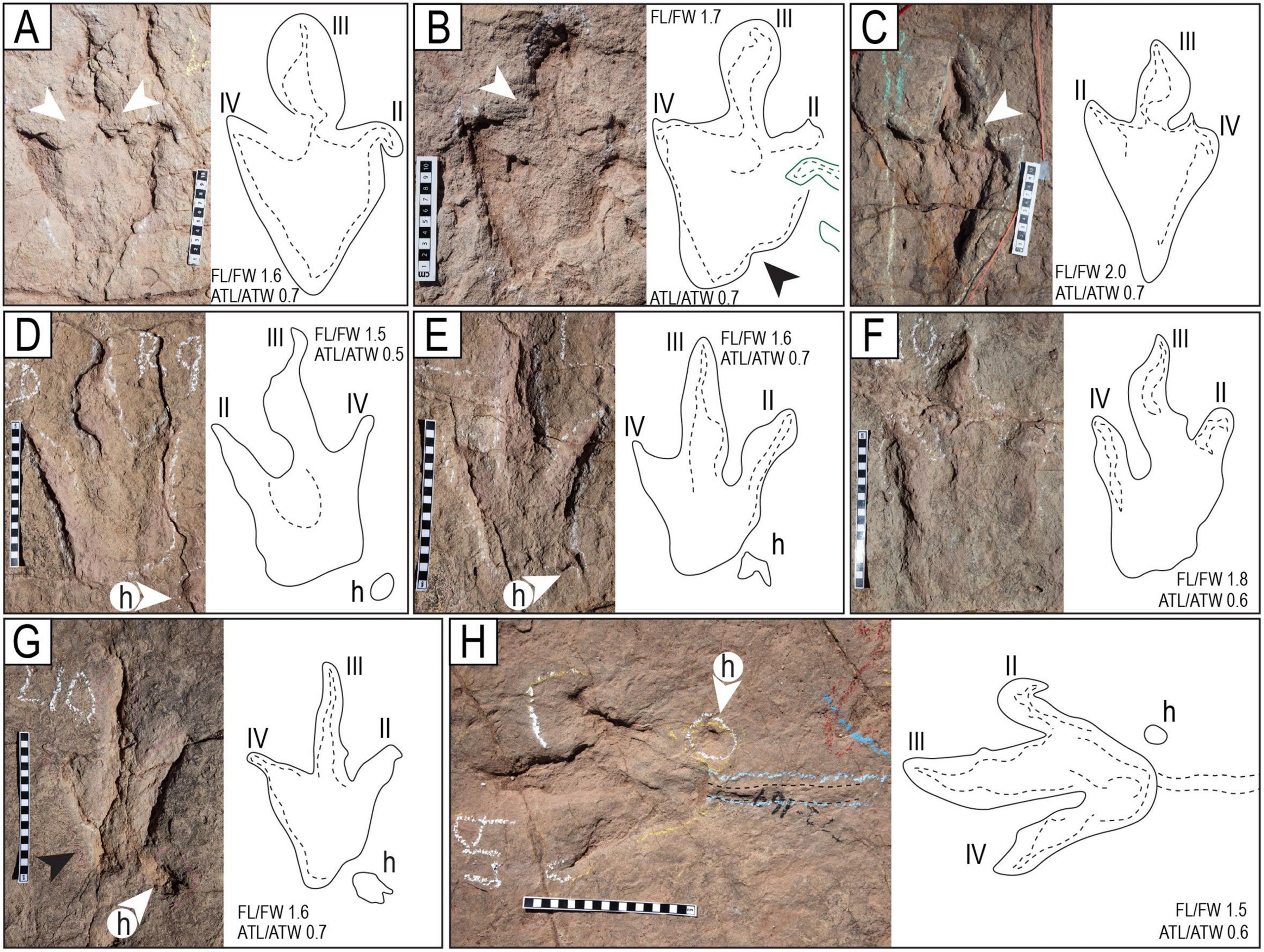 Figures labelled A-G. There are photographs of the footprints in the ground with diagrams next to them of outlines of the footprints