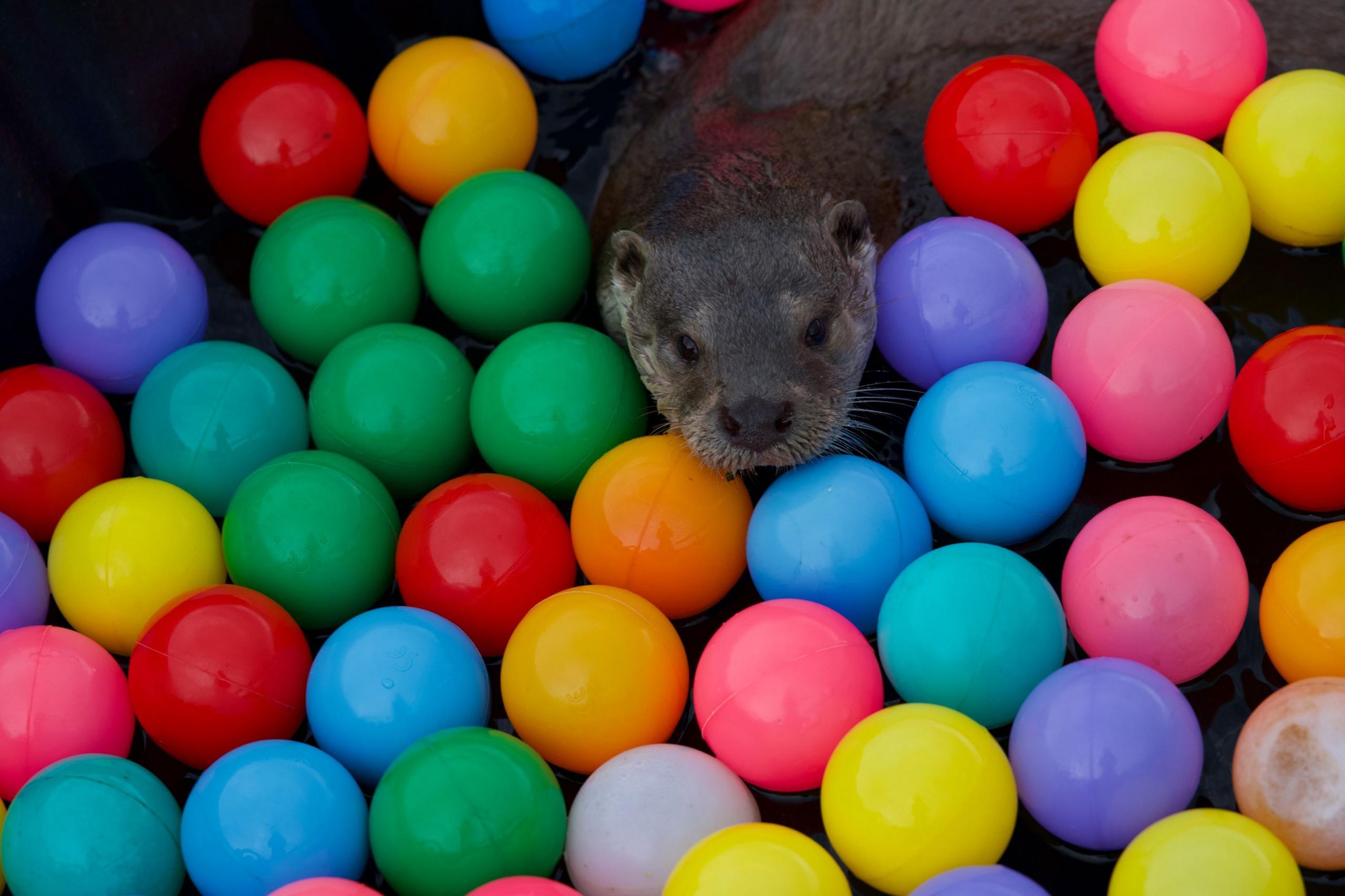 Molly the otter is surrounded by floating plastic balls