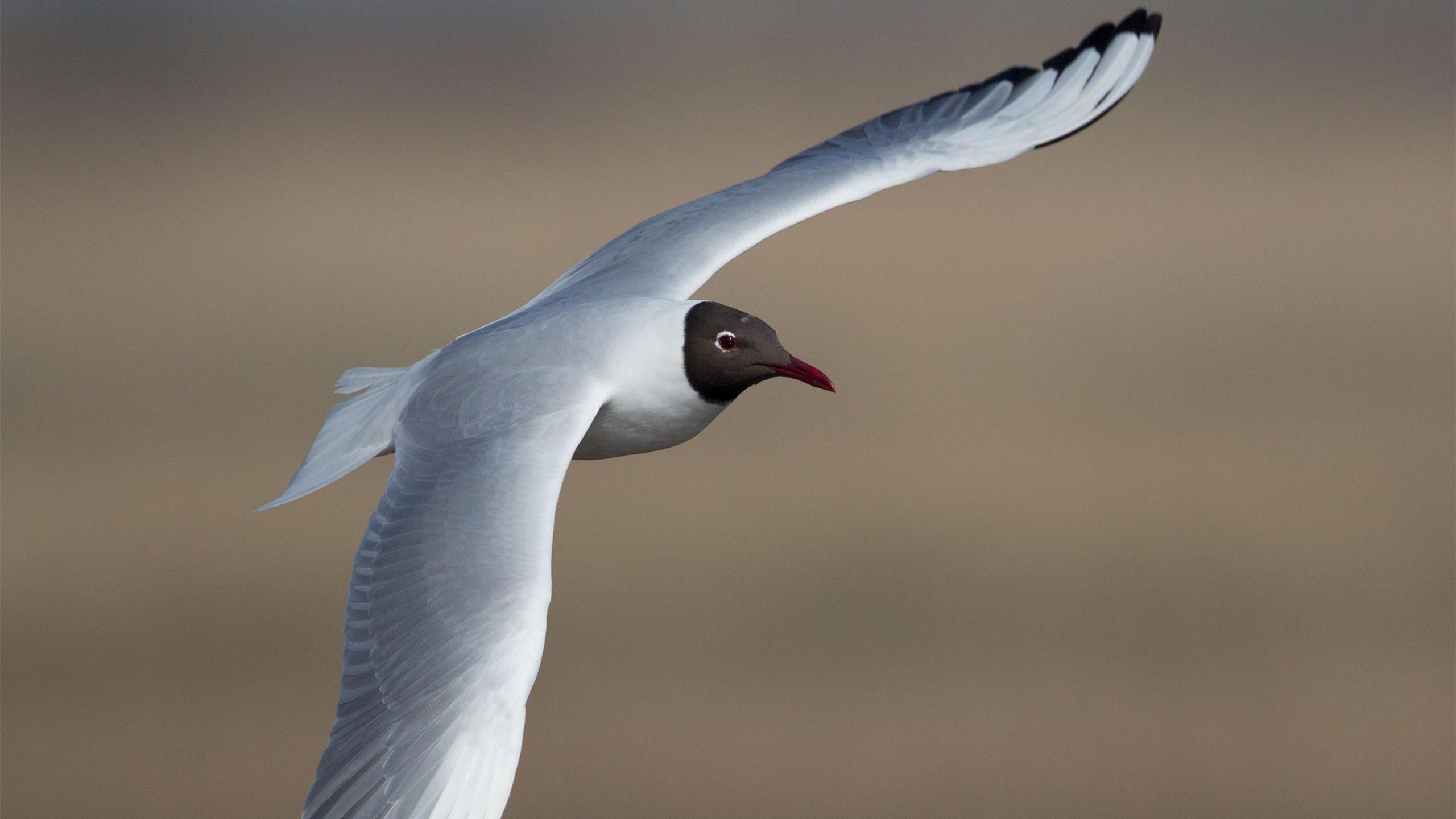 A black-headed gull, in full flight, with its wings spread out, it has a red beak, a black face and white and grey feathers. 