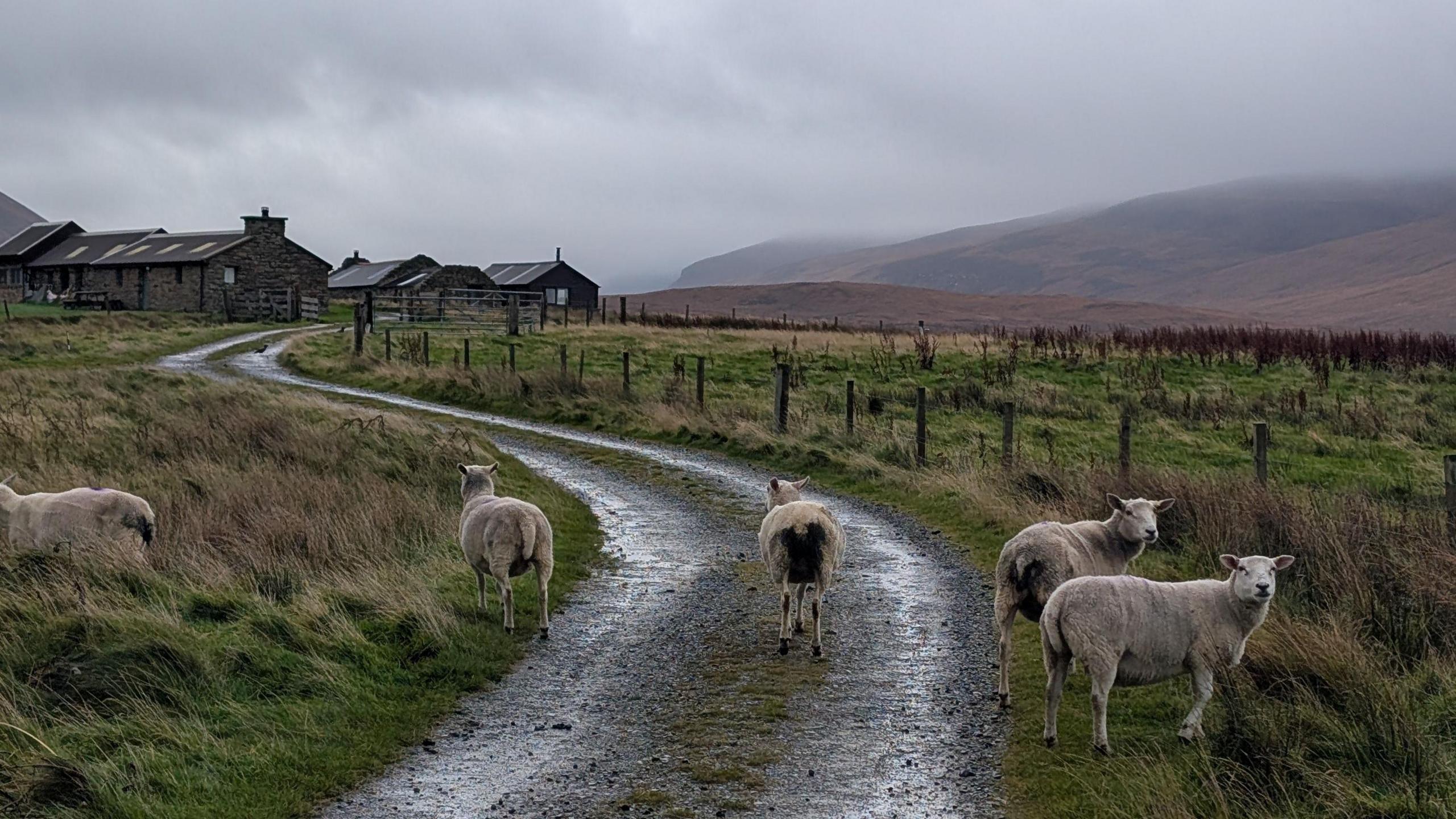 five sheep stand in the middle of a single track road. they are surrounded by grass and they sky is grey.