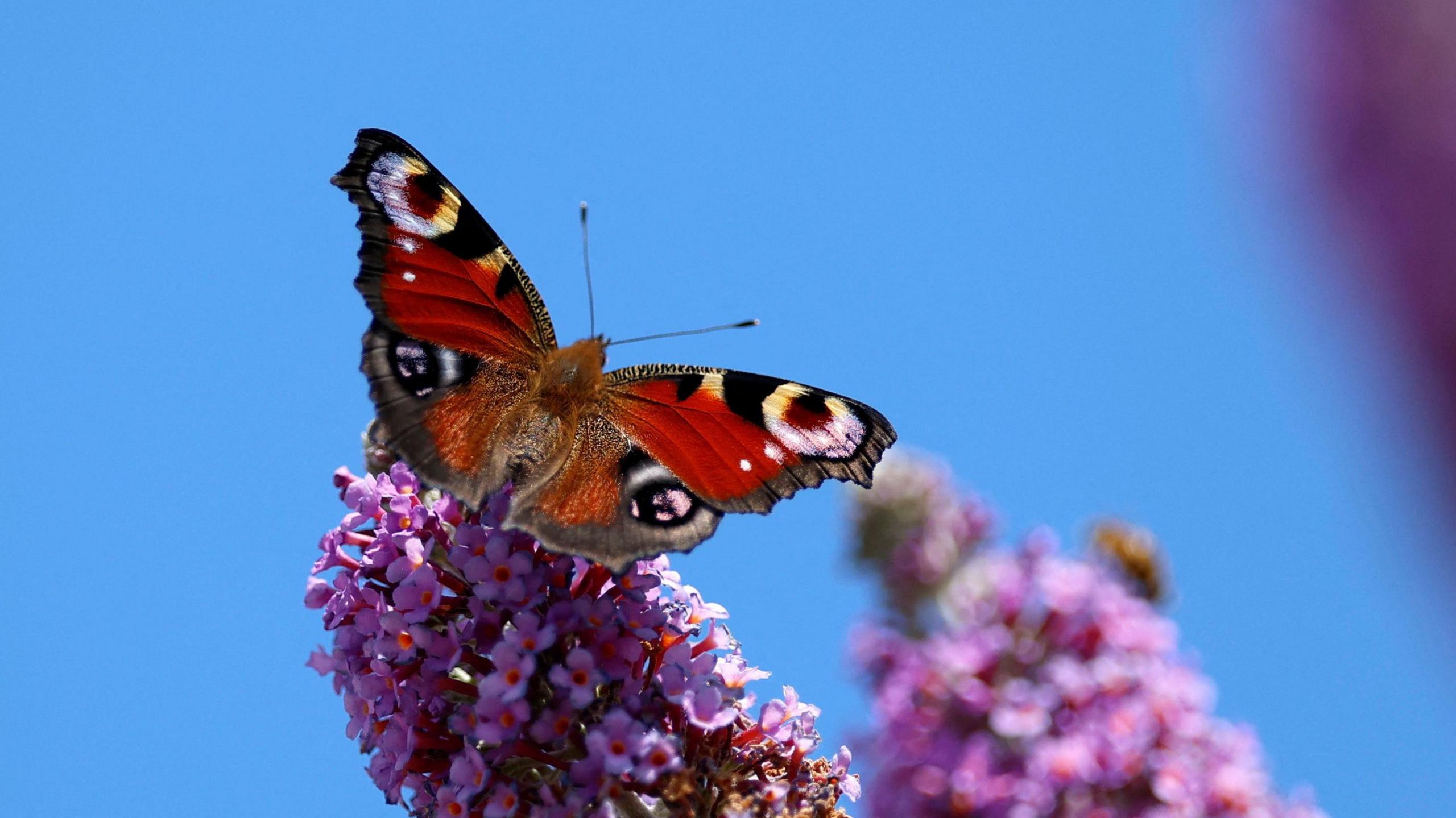 A Peacock butterfly feeds on the nectar of a Buddleja flower