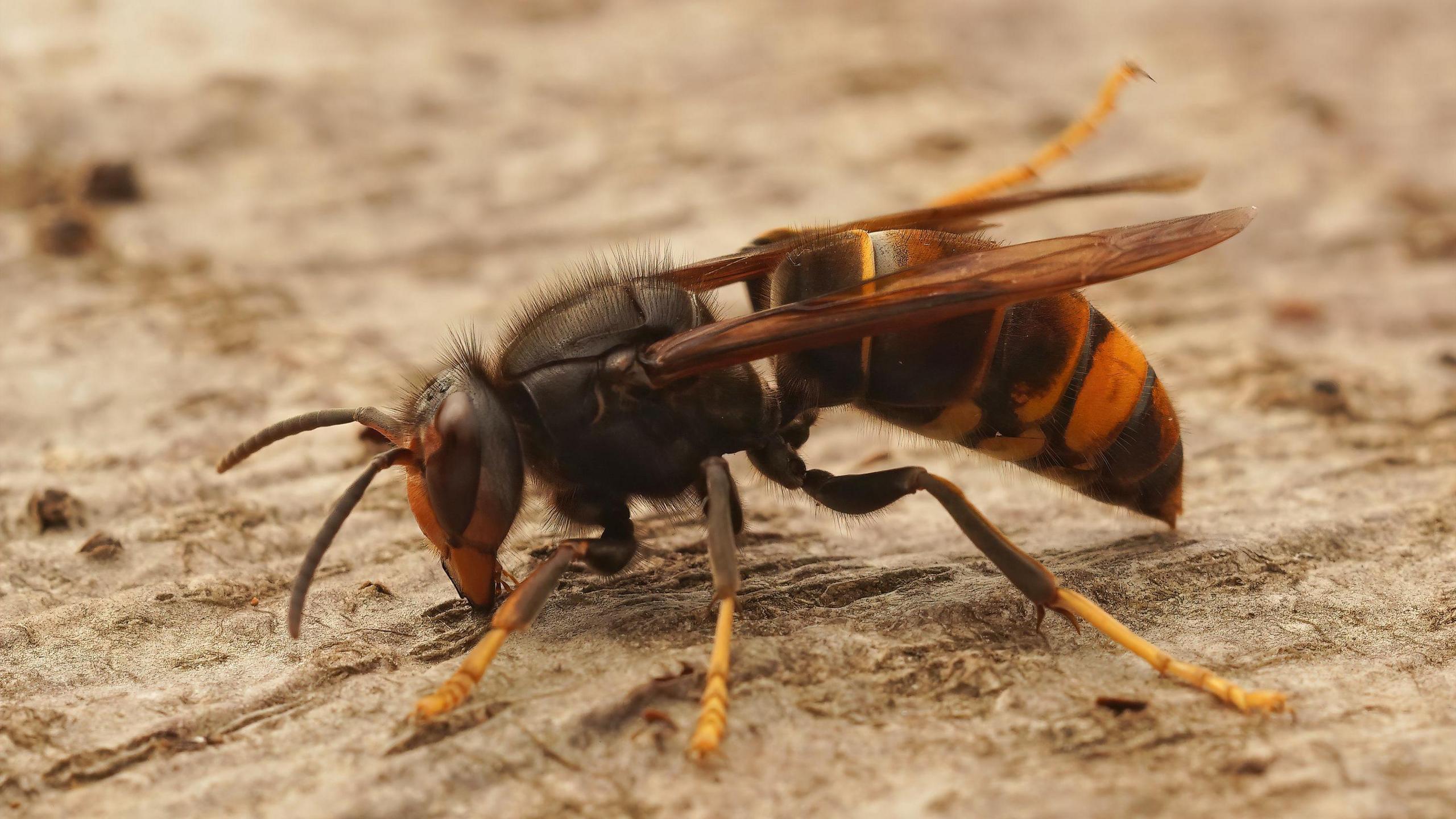 A yellow-legged hornet.