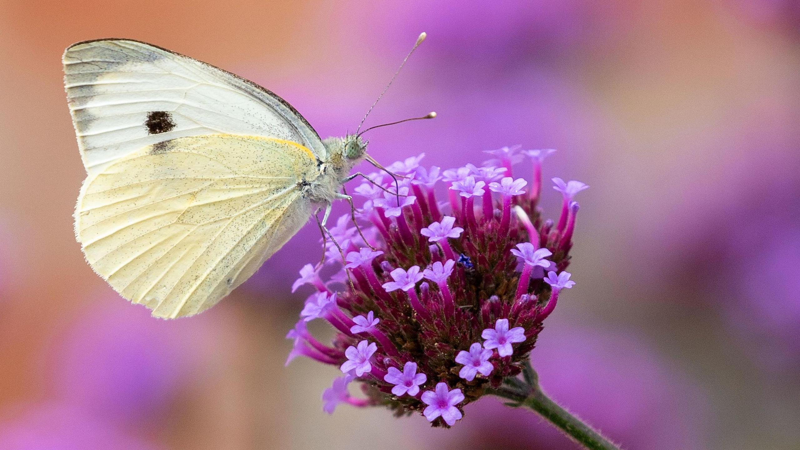 A large white butterfly at the Wimpole Estate on top of a pink flower