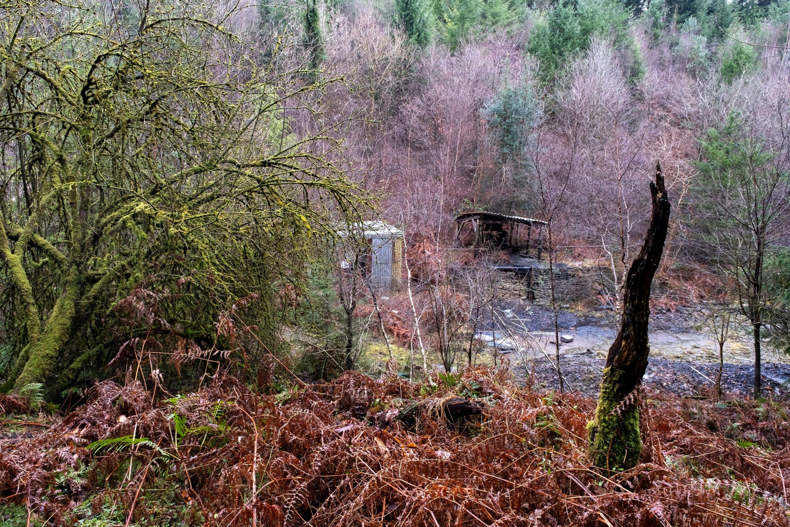 A shed-like building is part hidden behind a large tree covered in green moss. In front there is brown bracken and behind the building there are lots of green and brown trees.