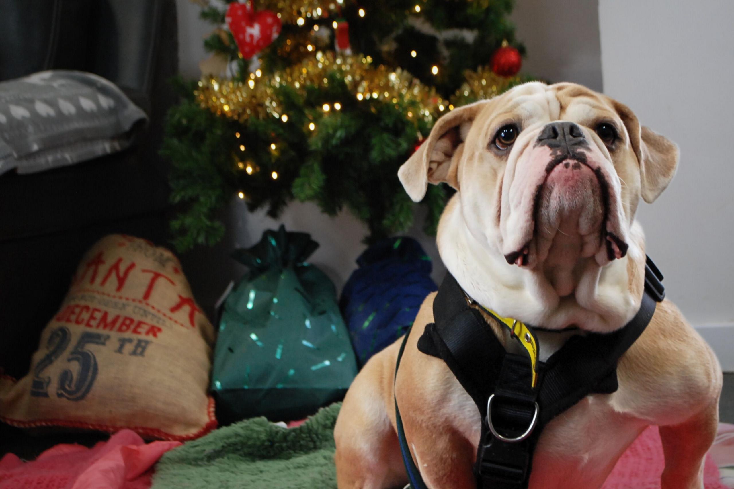 Winston the bulldog is sitting in front of a Christmas Tree. The tree has tinsel on it and presents underneath and there is a Santa sack. Winston is sitting on a green dog blanket.