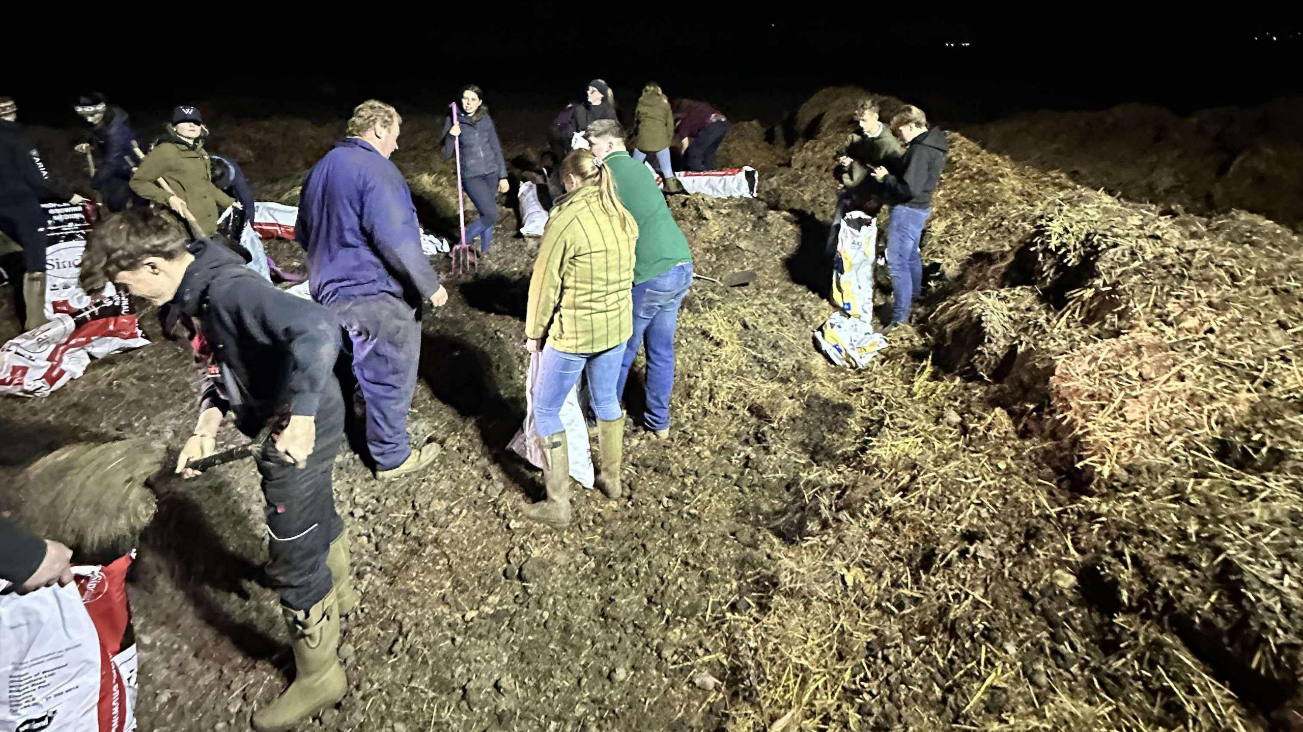 A group of young men and women bagging up manure in the dark on a farm.