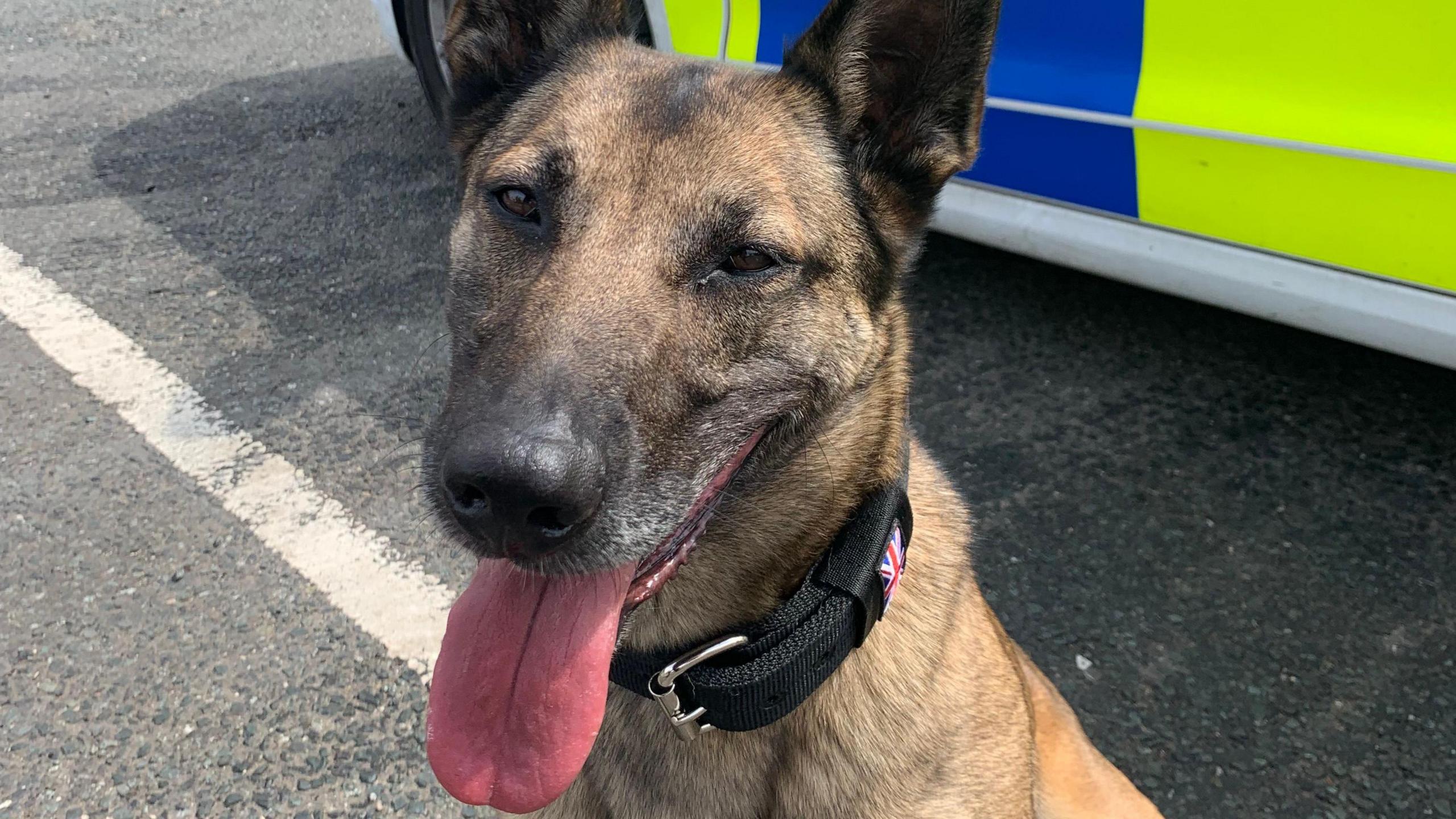 Jooba is panting in front of a police car.