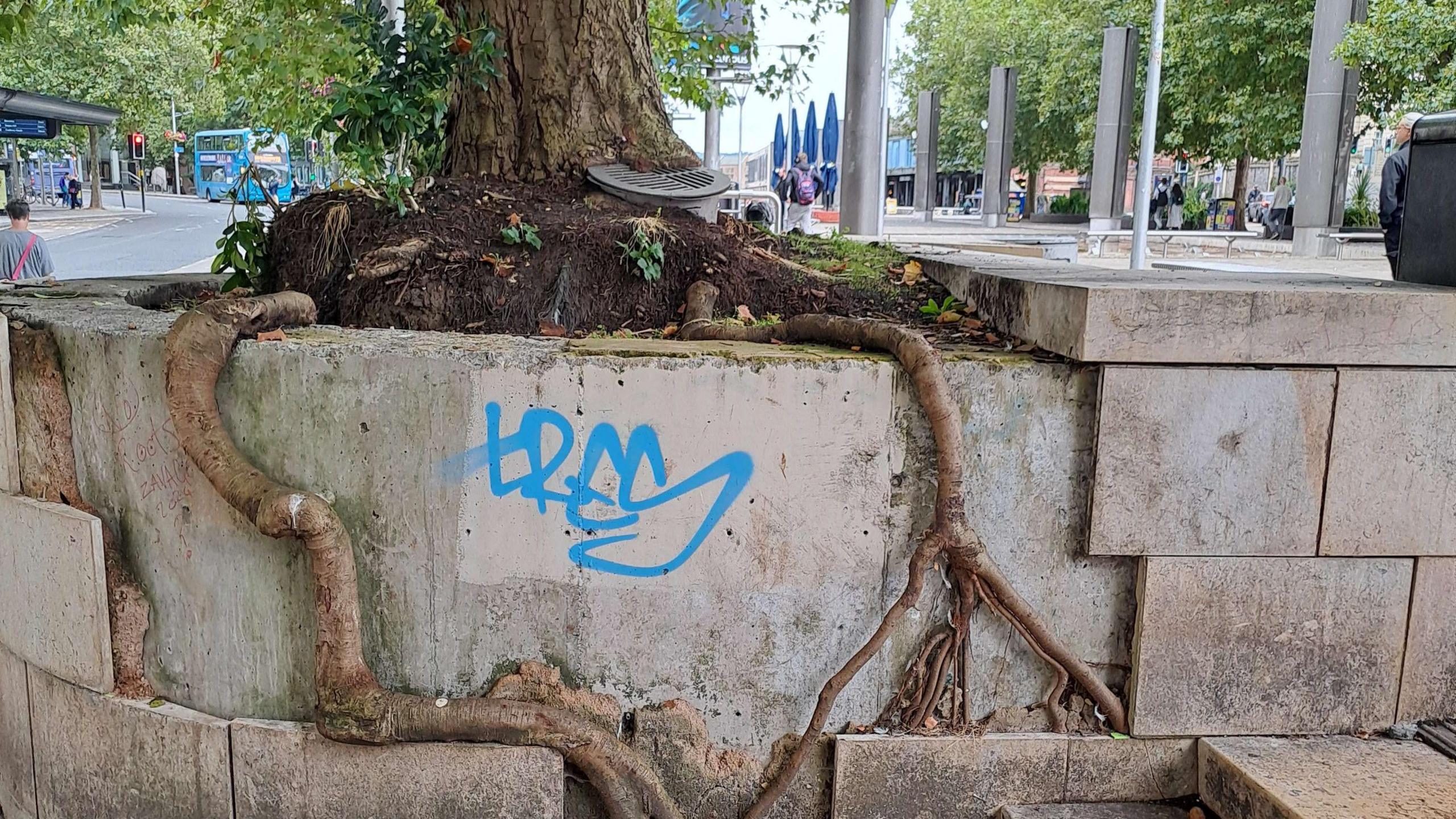 Huge tree in planter on the side of some steps. The tree has outgrown the planter and roots are coming out of it.