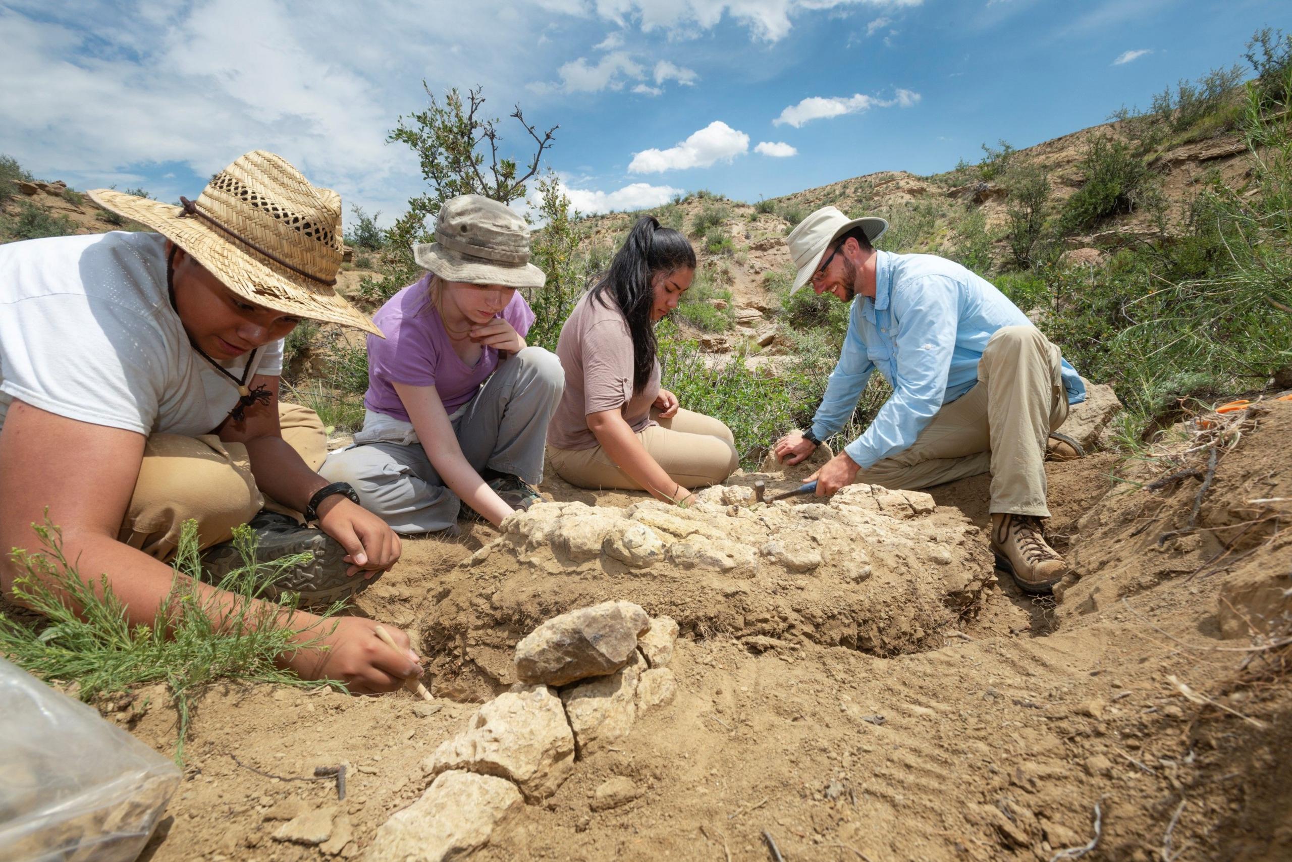 A crocodilian skeleton being excavated at Corral Bluffs