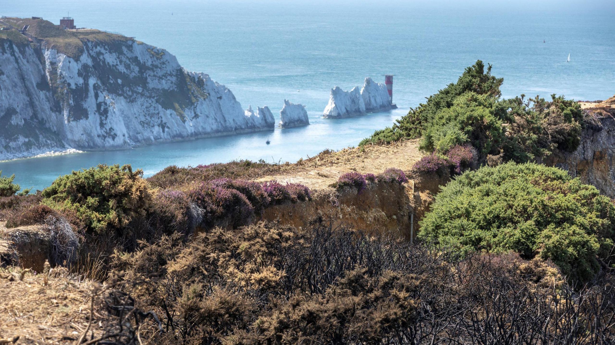 Burnt gorse in the foreground looking over the cliff towards the chalk cliffs and Needles lighthouse