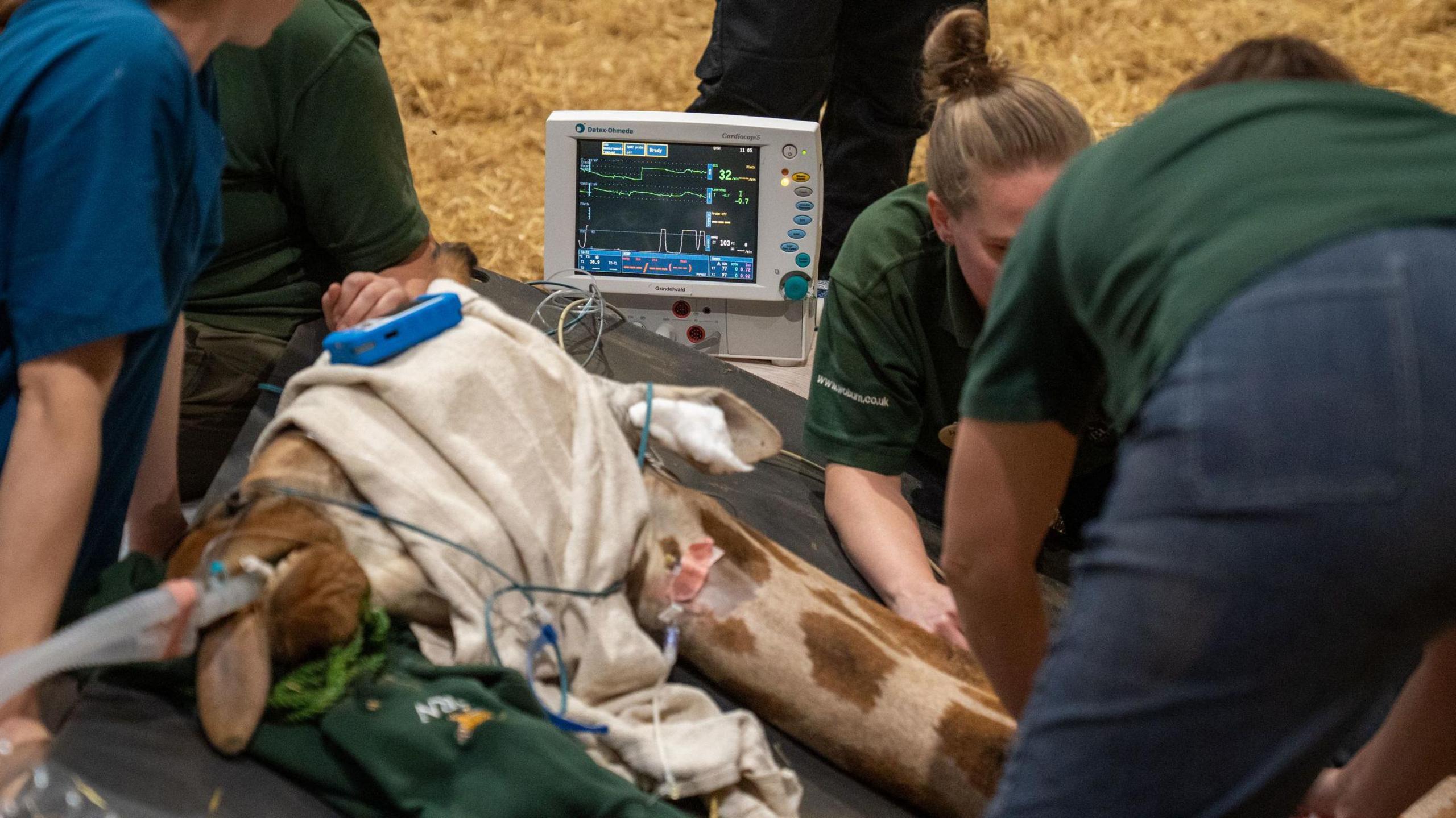 A team of vets work on the giraffe, which is lying on its side on hay. It has tubes going into its mouth and its head is covered with a white blanket. There is a screen showing its heart rate in the background.