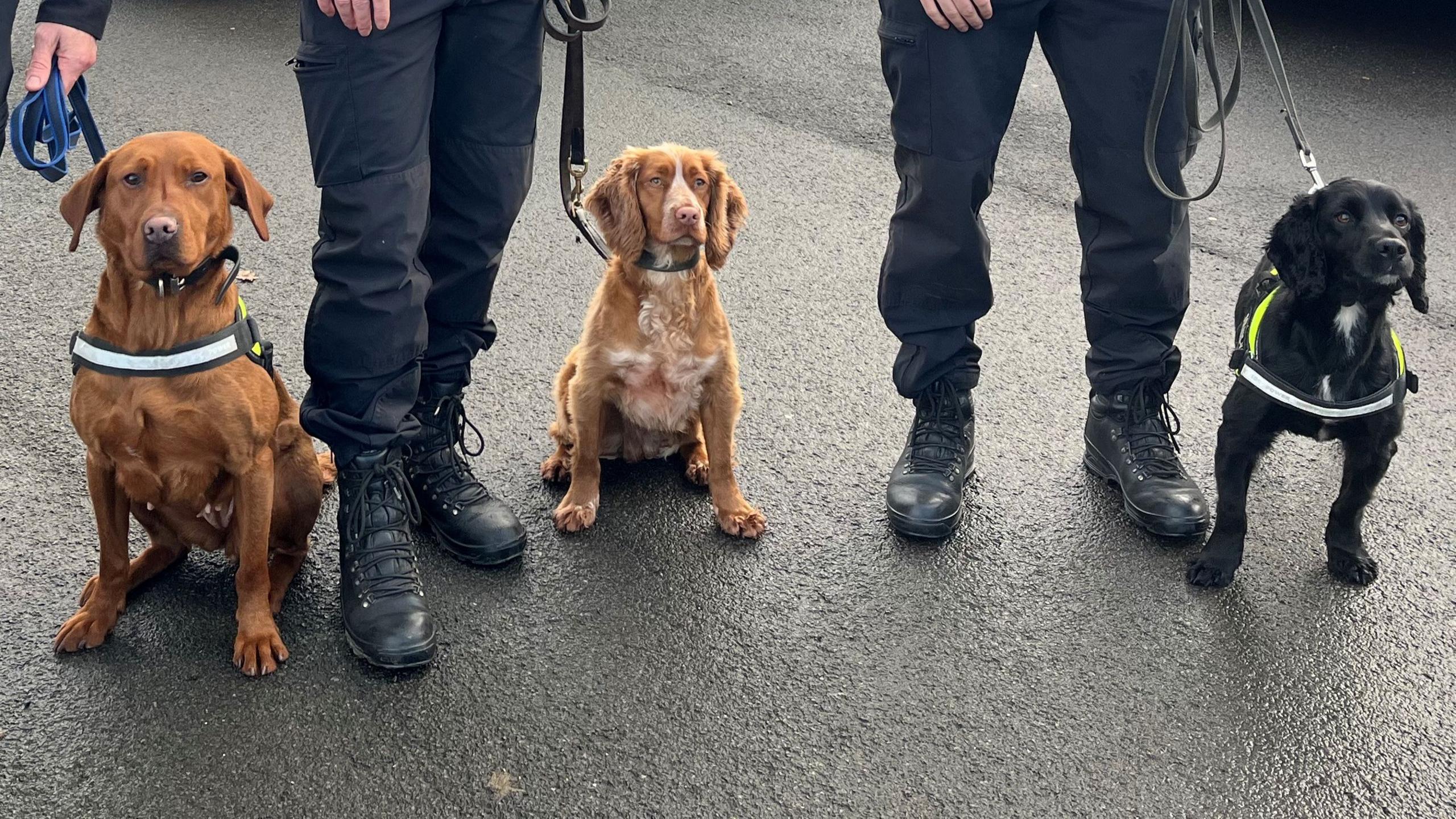 The dogs are sat on the ground held by their handlers. From left to right: a red labrador, red cocker spaniel and black cocker spaniel.