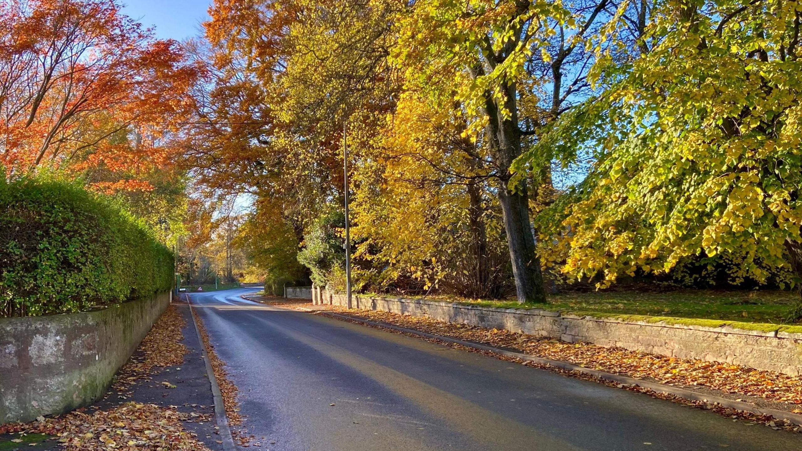 A road through Nairn with tall trees with vibrant leaves on either side of the road.