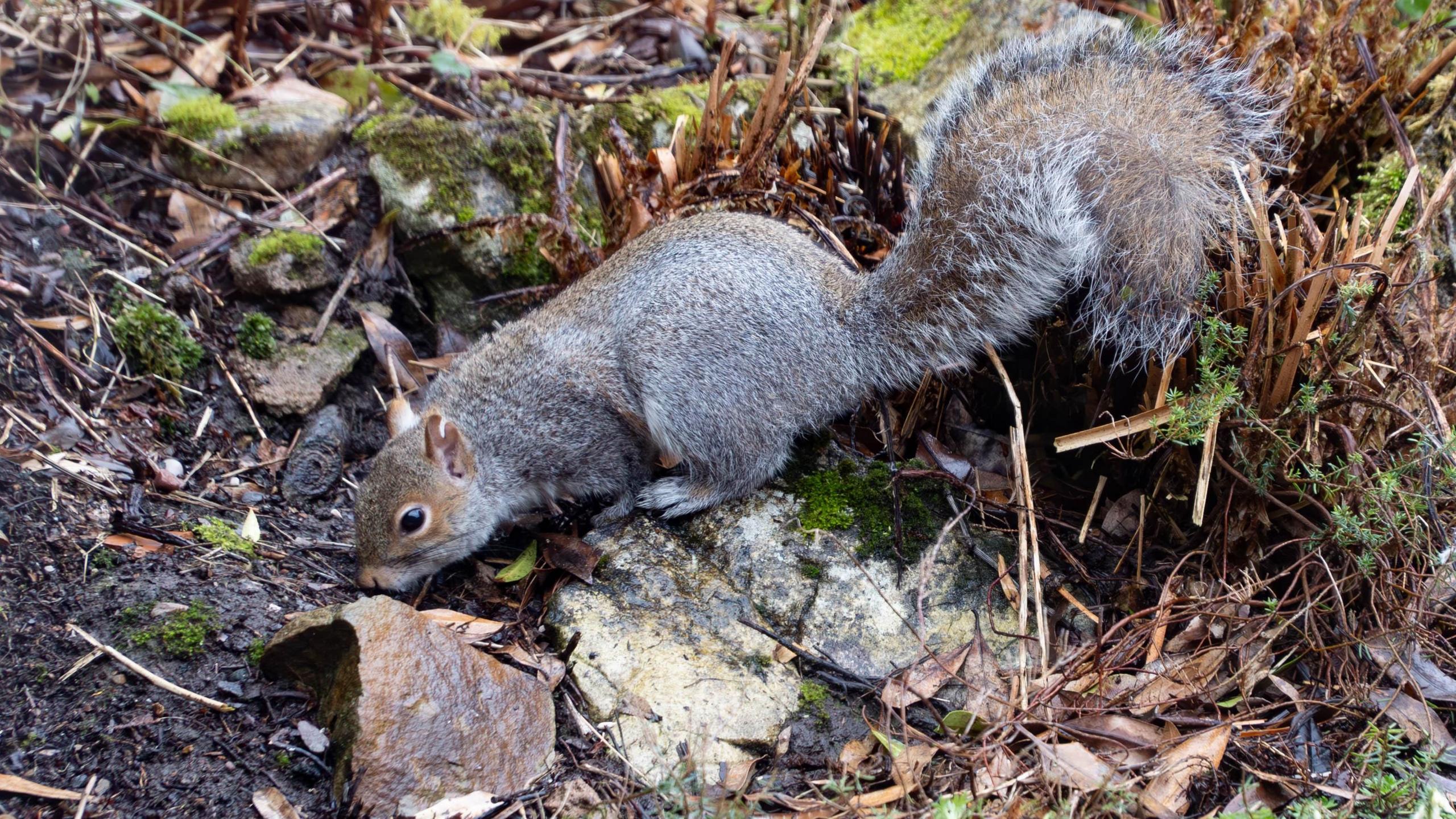 Full-length shot of a grey squirrel among leaves, moss and undergrowth.