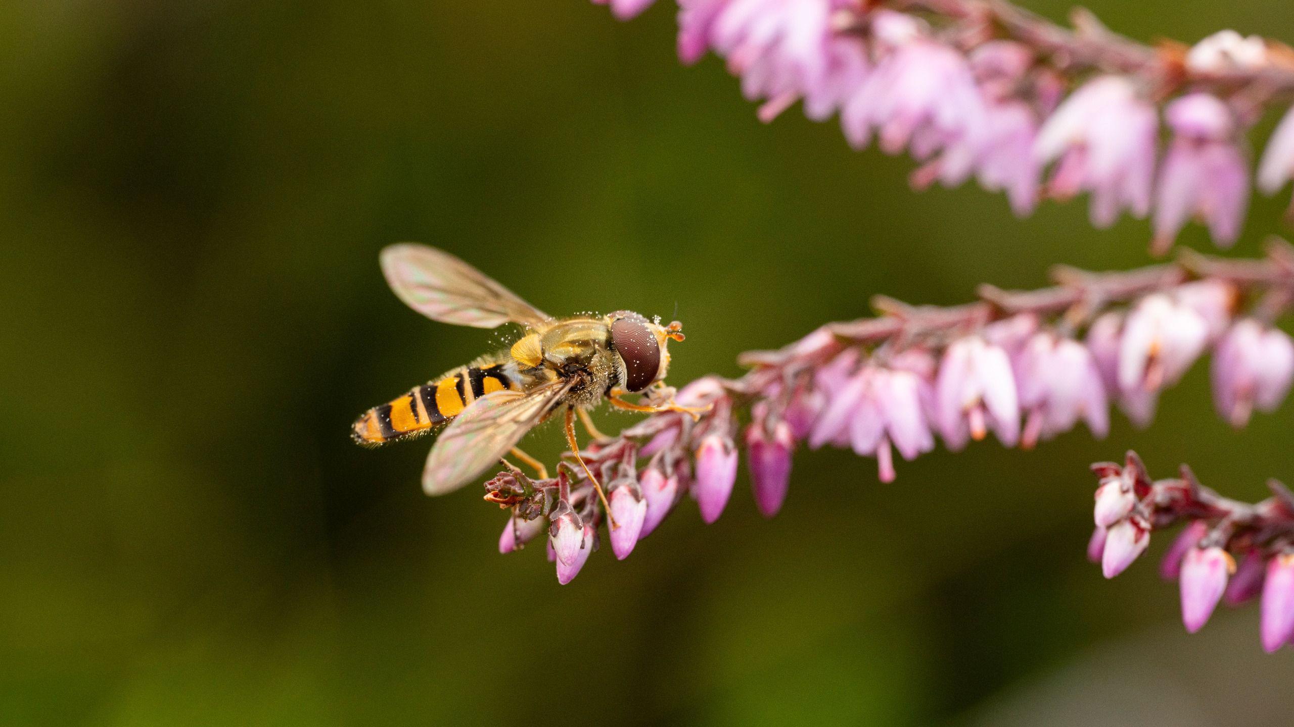 A picture of a hoverfly resting on a pink branch. It is a large hoverfly which has pollen on it and is yellow and black in colour.