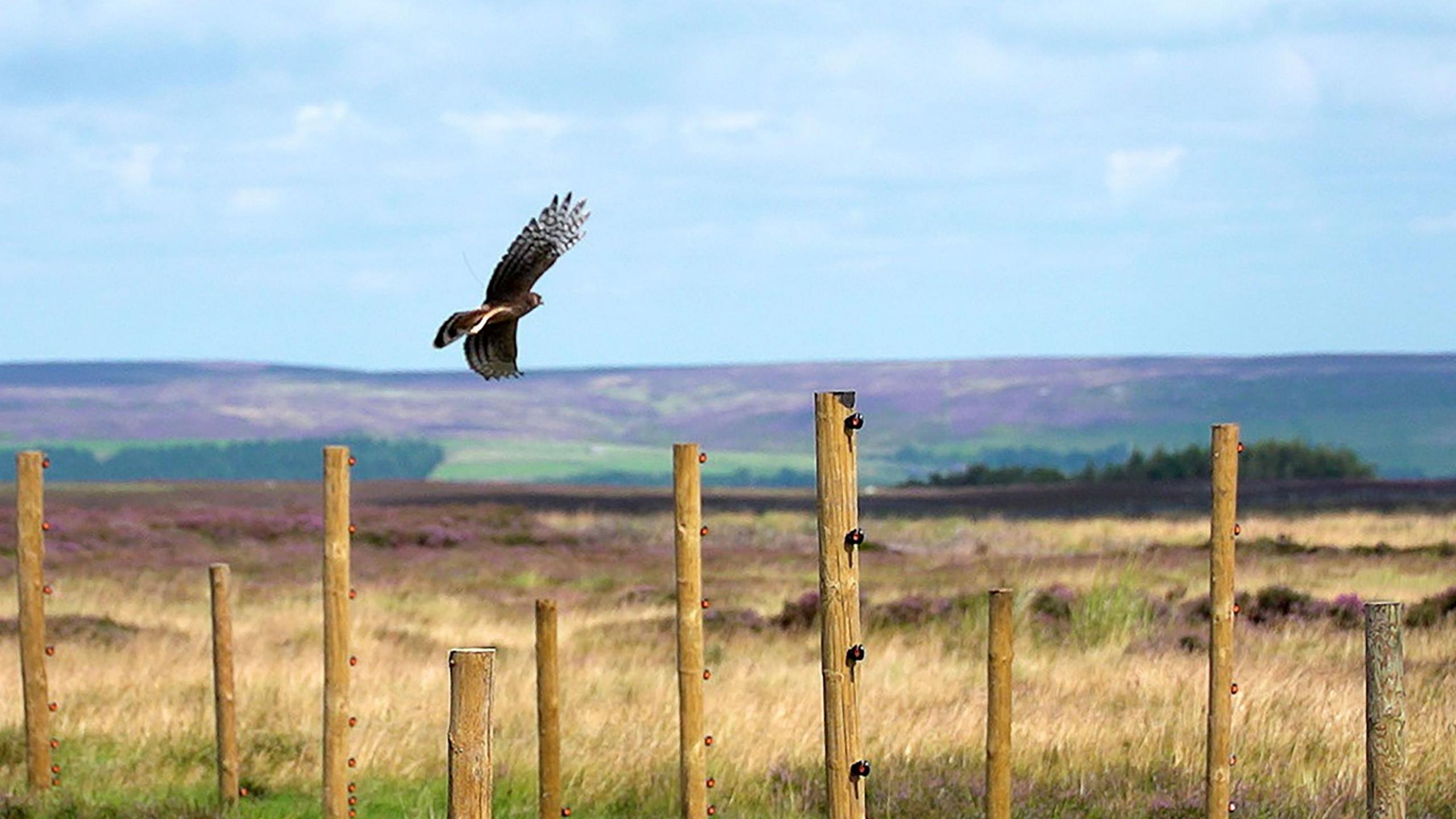 A Hen Harrier flying with wings fully outstretched with wooden posts in the foreground and a patchwork of fields in the background