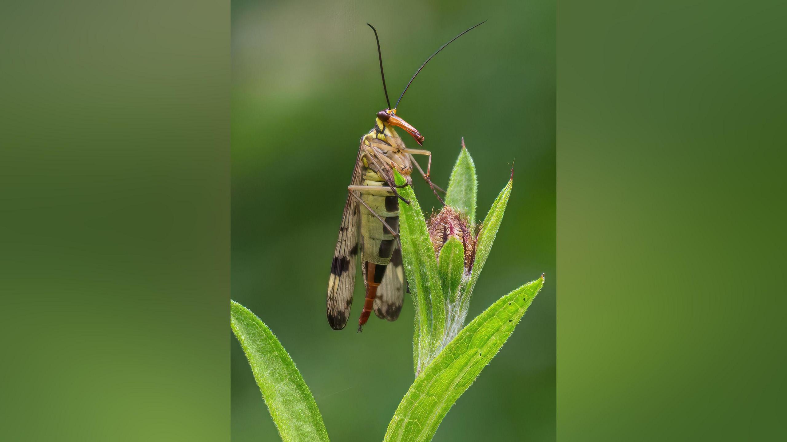 A scorpion fly, which is yellow and green with large wings, two big black antennae, a long protuberance for a nose and a brown tail, sits on a green leaf.