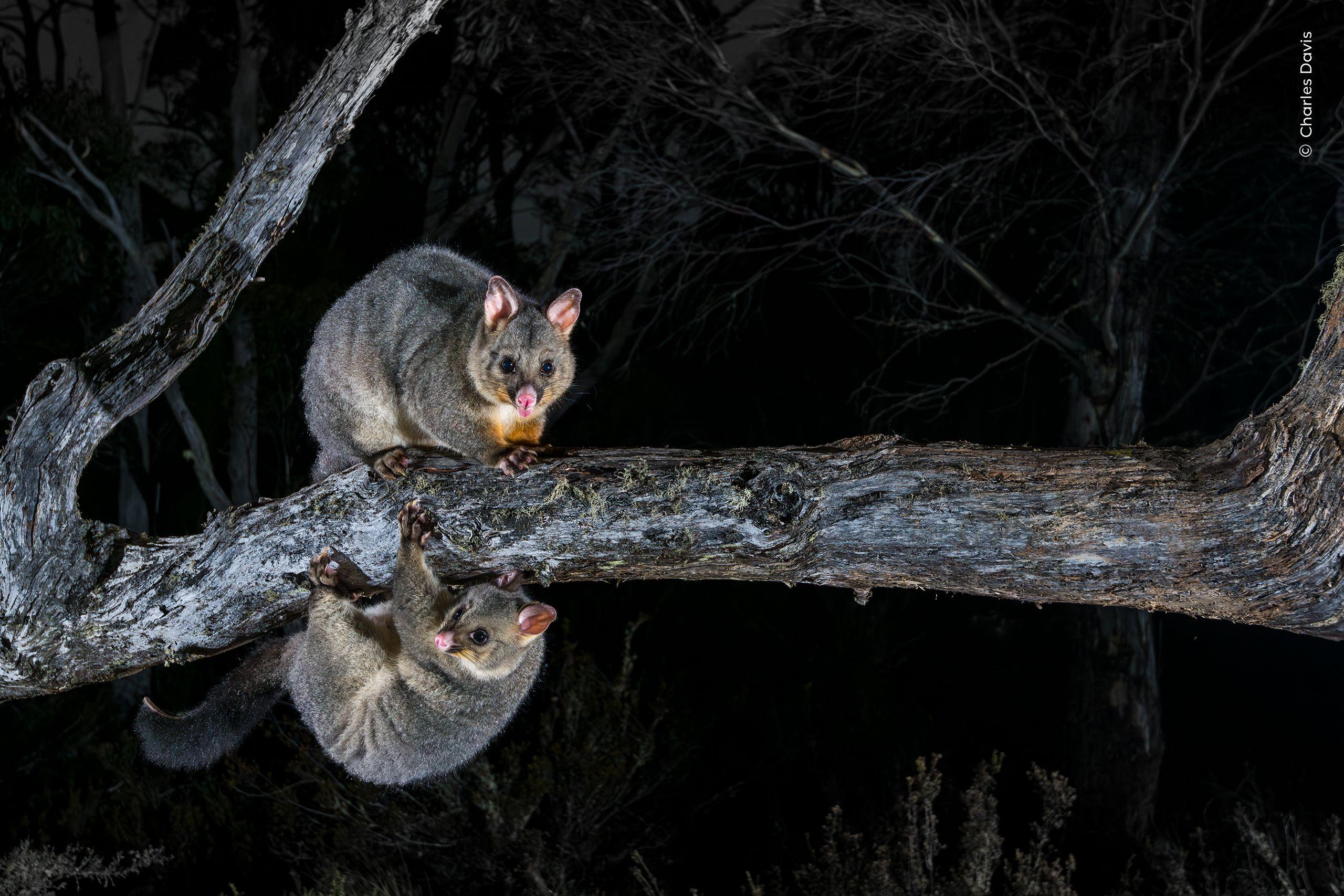 A brushtail possum is perched on a tree branch whilst another one hangs off of the same branch below it