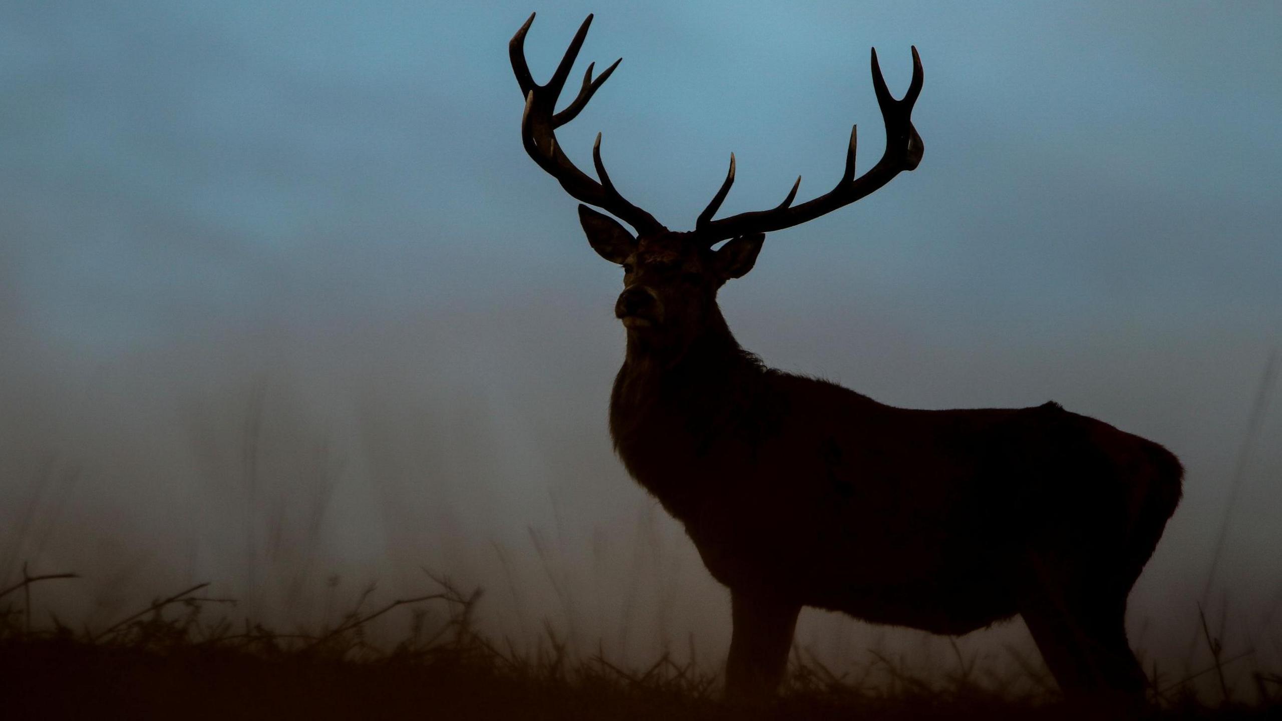 A red deer stag silhouetted against a hazy blue background. The stag has its head turned towards the viewer and has an impressive set of antlers.