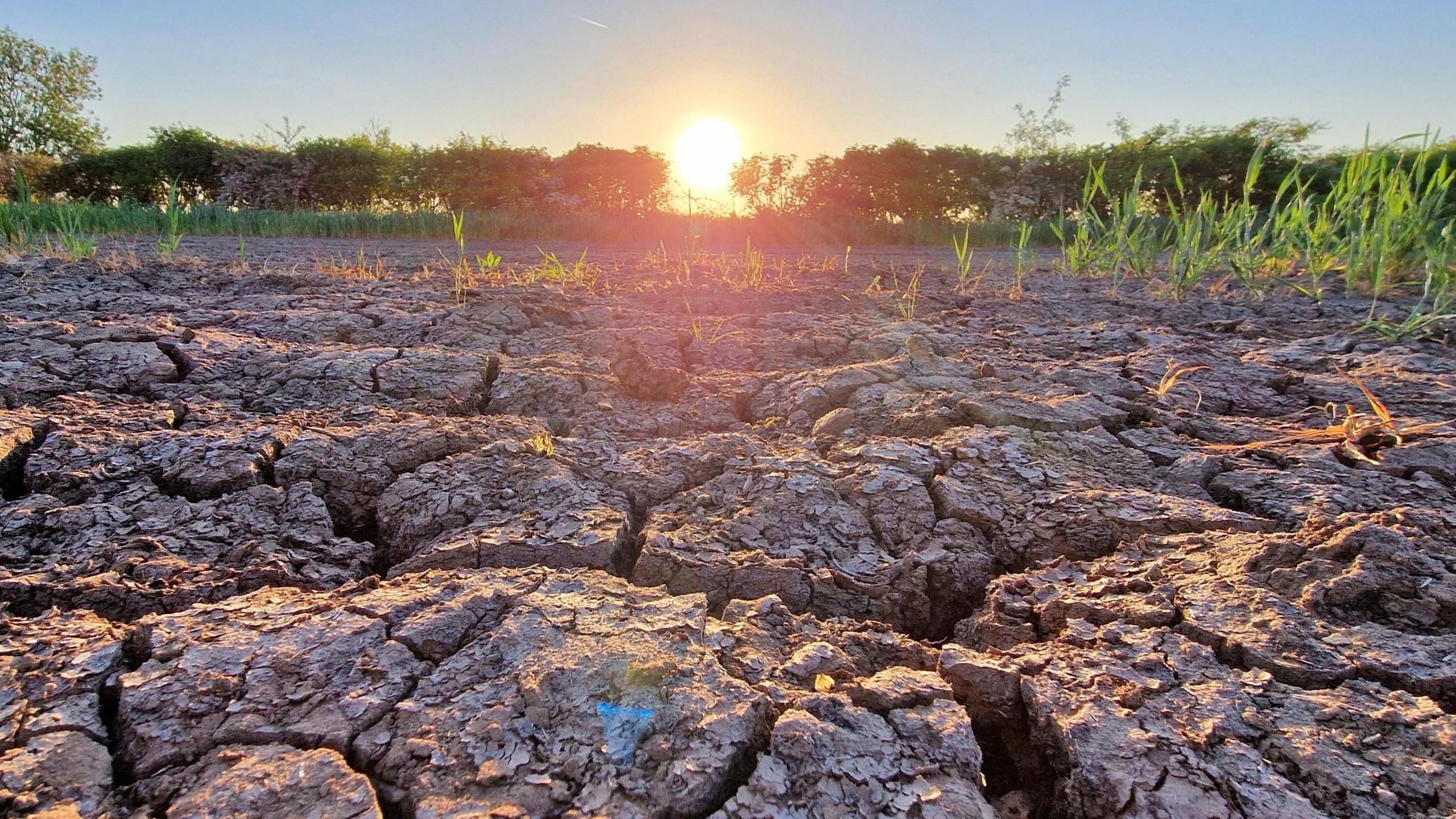 cracked and brown ground after a long dry spell. Some green hedges in the background with a rising sun and blue skies