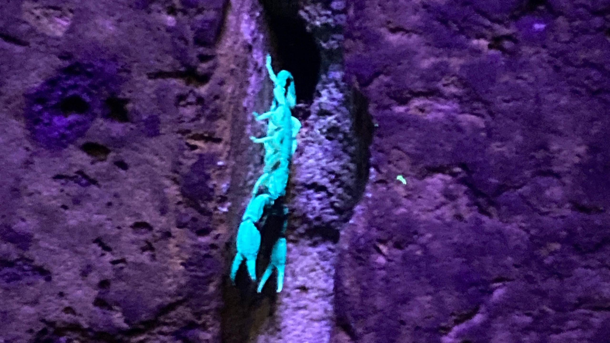 Scorpion in Sheerness Dockyard wall at Blue Town lit up by ultraviolet light.