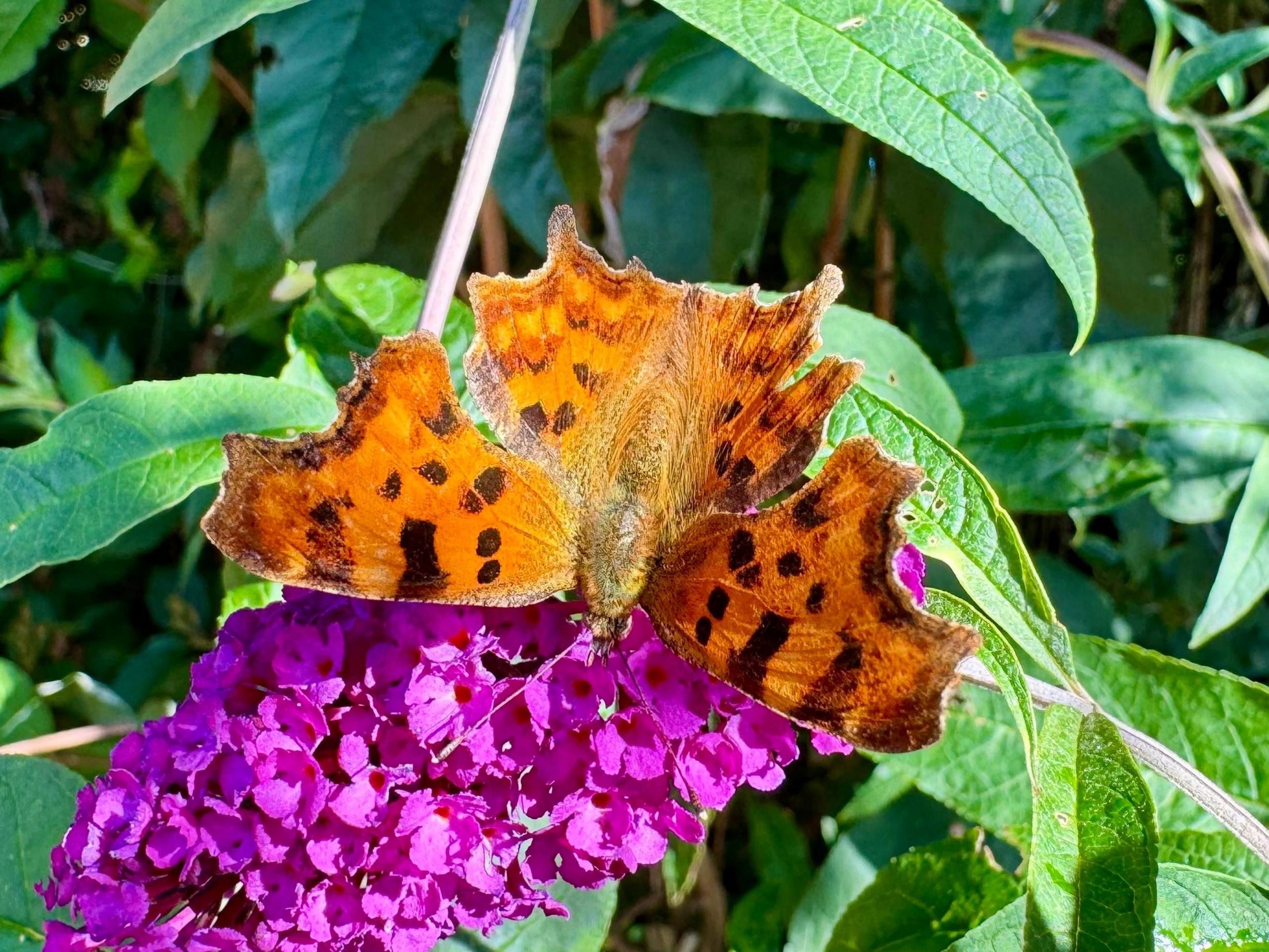 An orange comma butterfly with black markings is pictured on a vibrant pink buddleia plant
