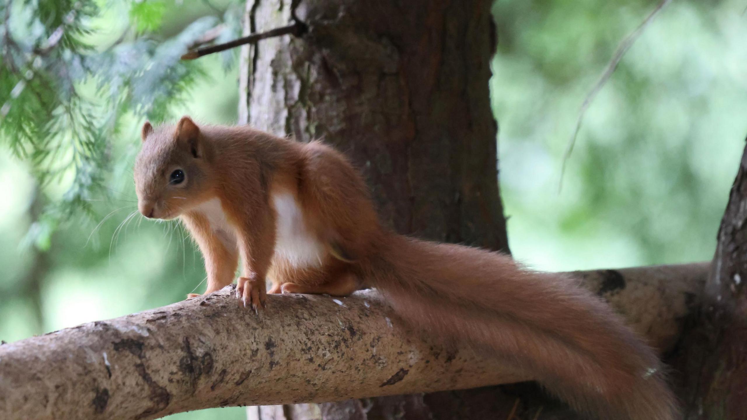 A red squirrel with a beautiful fluffy coat stands on a tree branch, the tree rising up behind it and greenery all around.