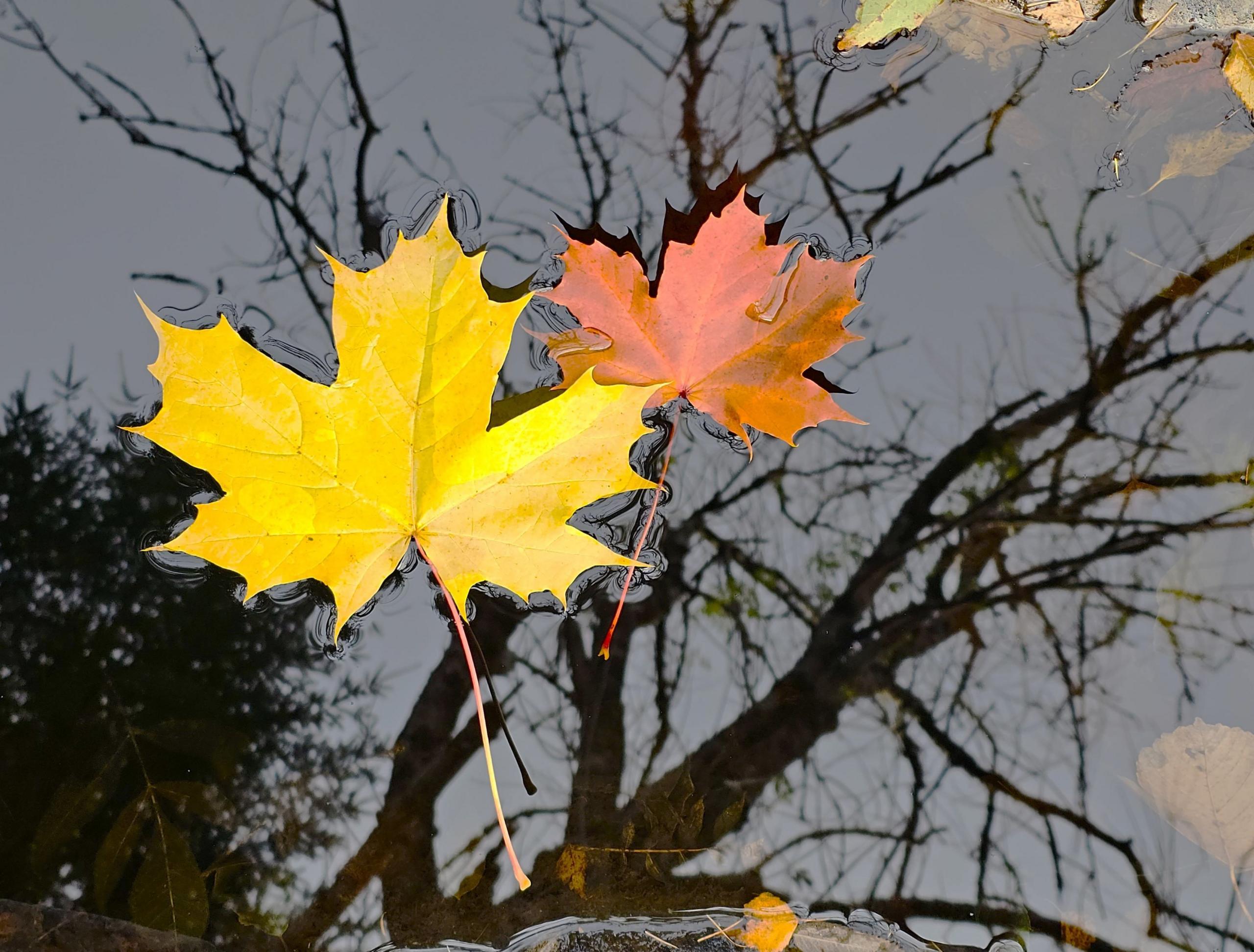 Two autumn leaves, one yellow and one brown, gently floating on the surface of water. The water acts like a mirror, reflecting the bare branches of trees above, creating a serene and artistic mirrored effect.
