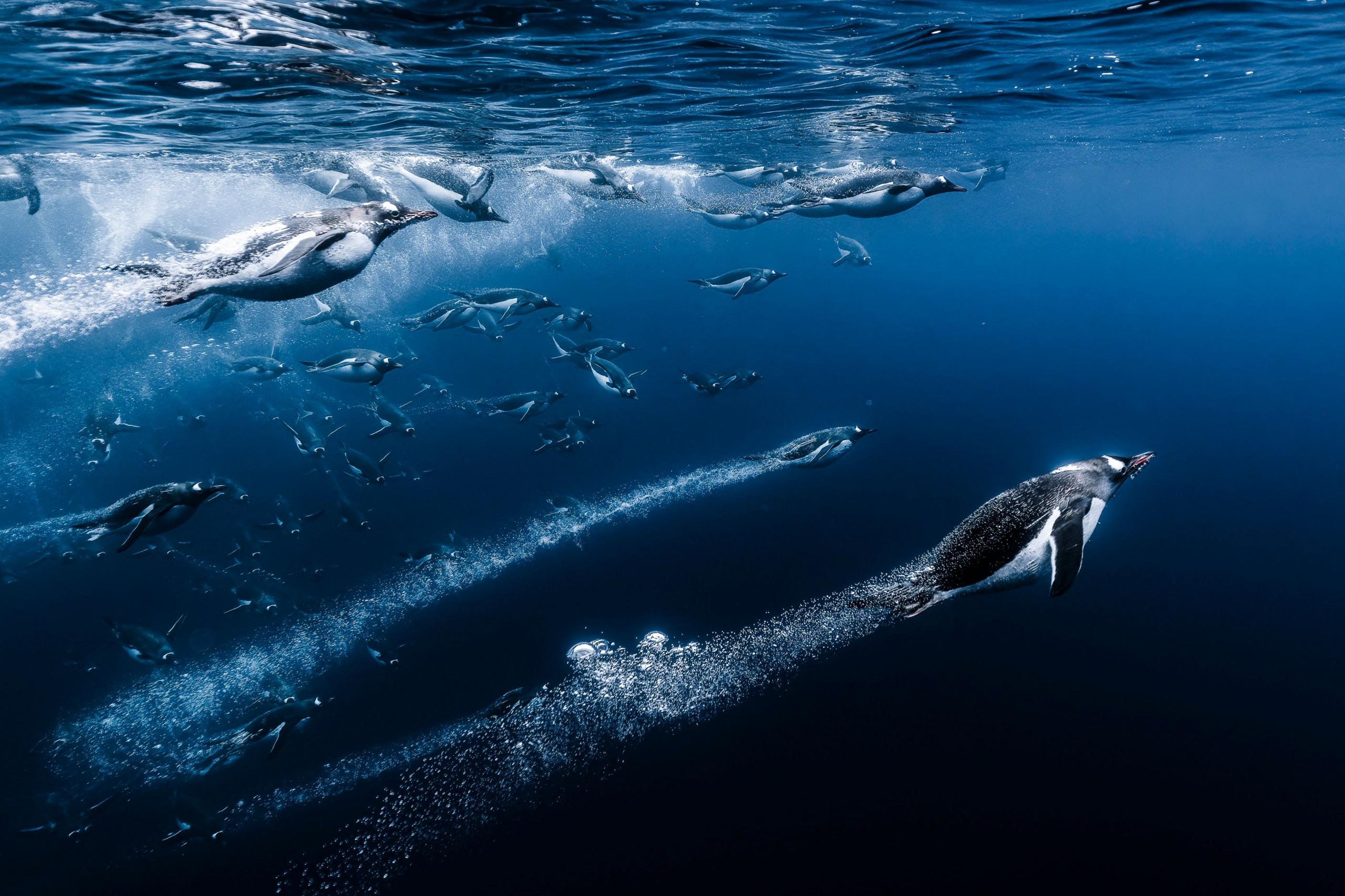 Penguins swimming in the water