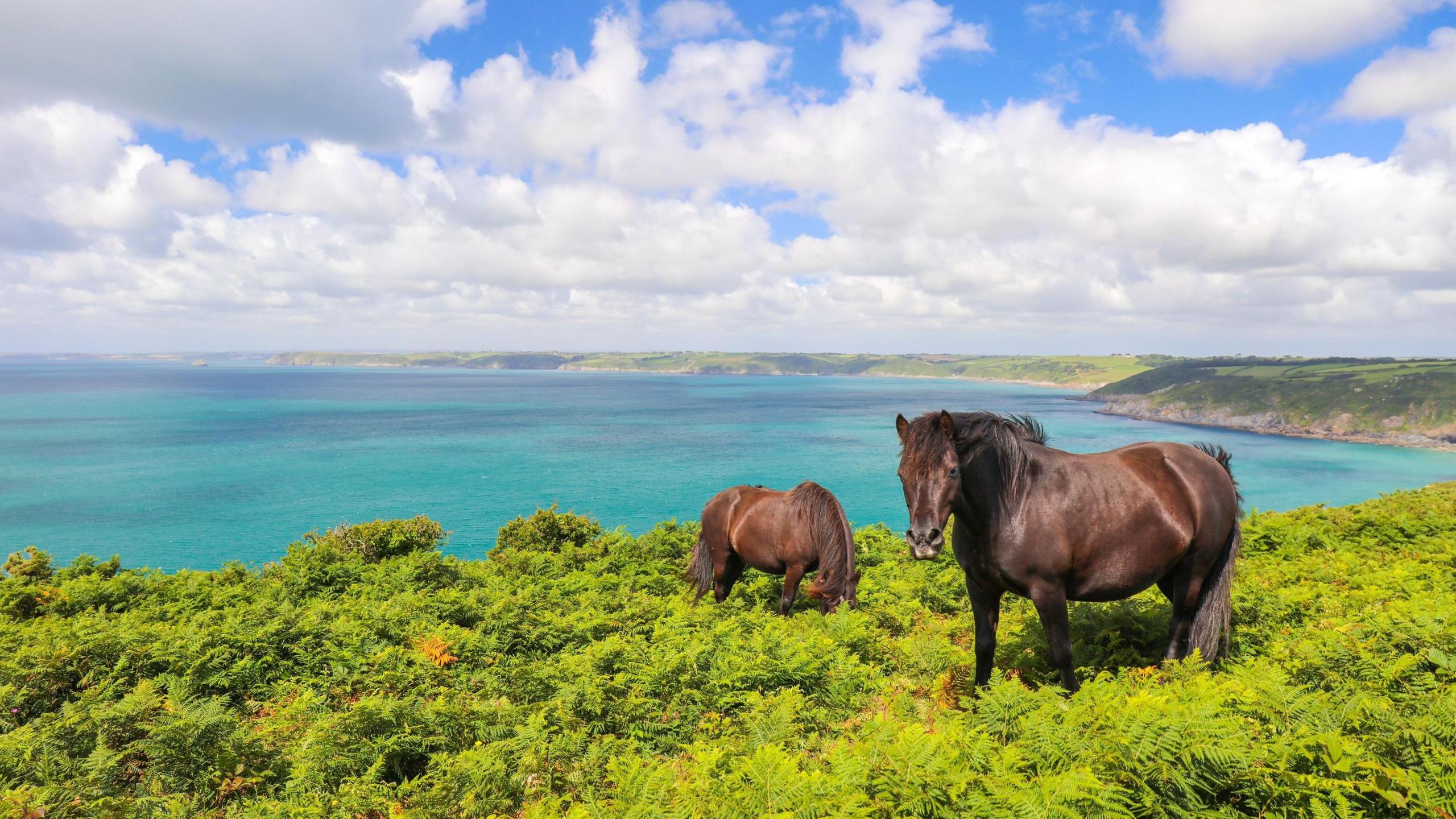 Domestic horses eating fern plants at Dodman point between Gorran Haven and Boswinger in South Cornwall.