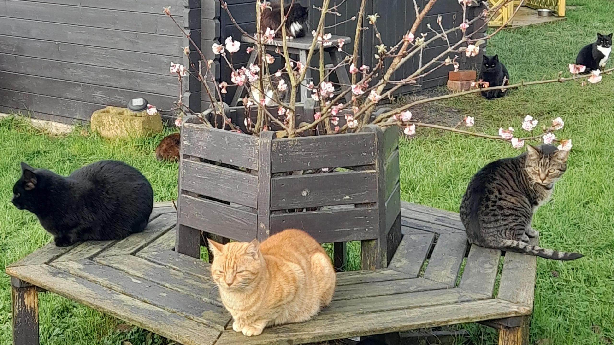 A group of cats sit on a bench built around a cherry tree. There's a black cat, ginger cat and a tabby sitting in the foreground. 