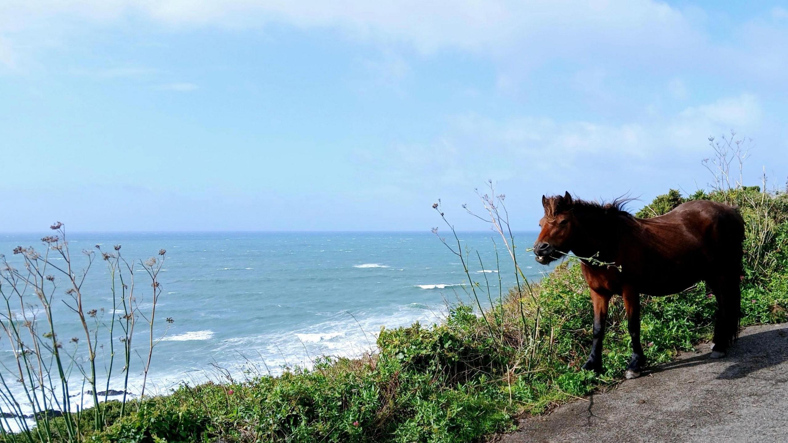 A picture of a brown horse in front of the sea. There is a grey path and trees pictured.