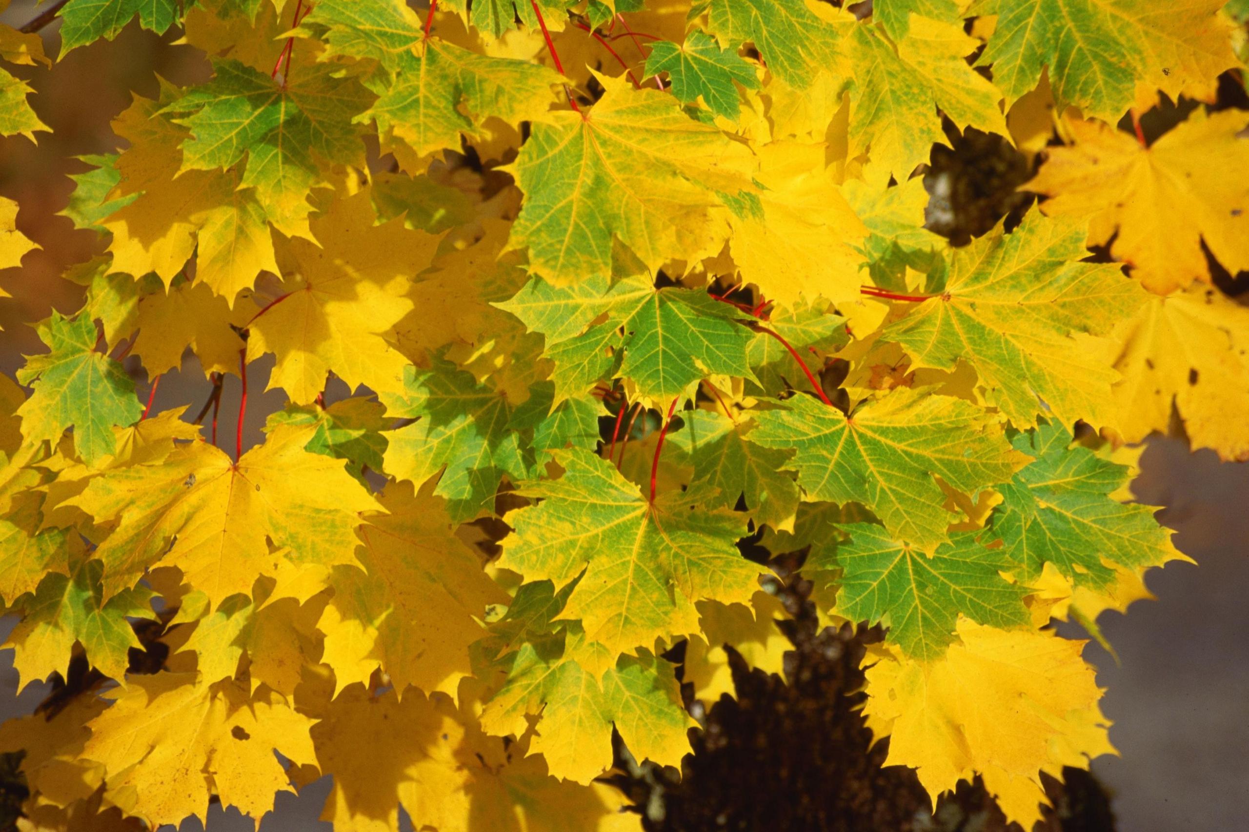 Green and golden autumnal foliage of a Norway maple 
