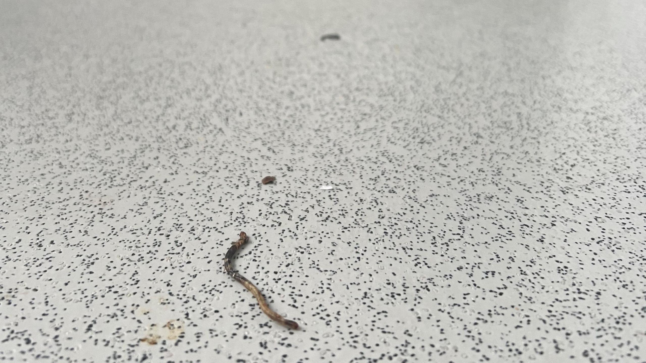 A worm on the kitchen floor in the flat Deborah Morgan is supposed to move into