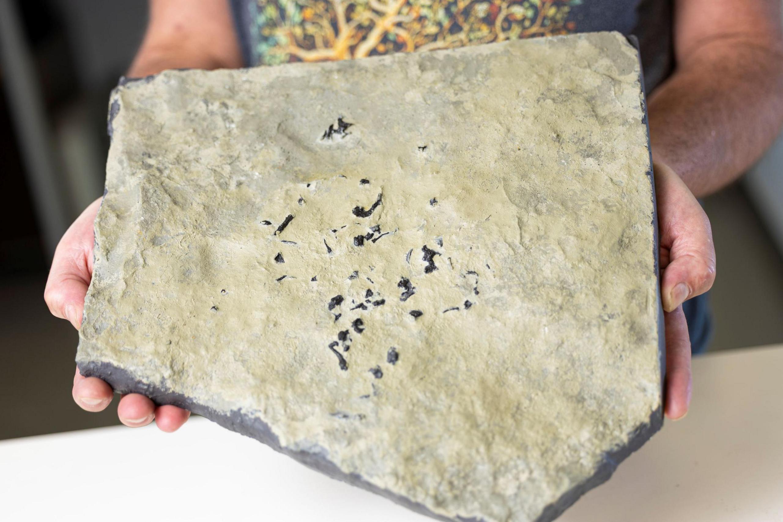 The cast looks like a slab of rock with the fossil appearing as black fragments. The cast is being held over a white table by  Dr Stig Walsh.