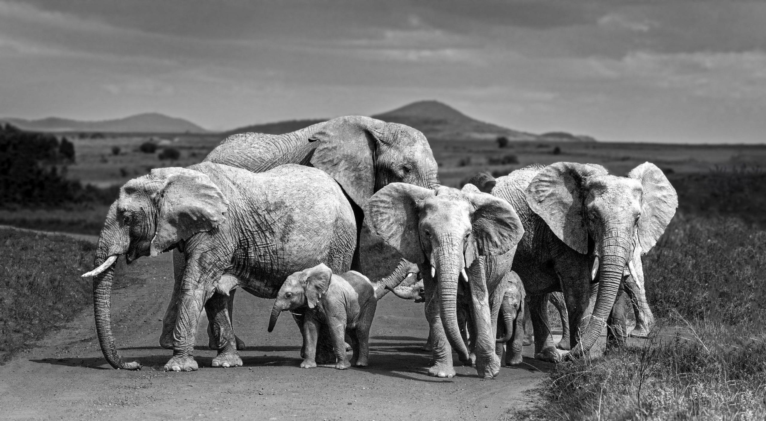 A herd of elephants block a road 