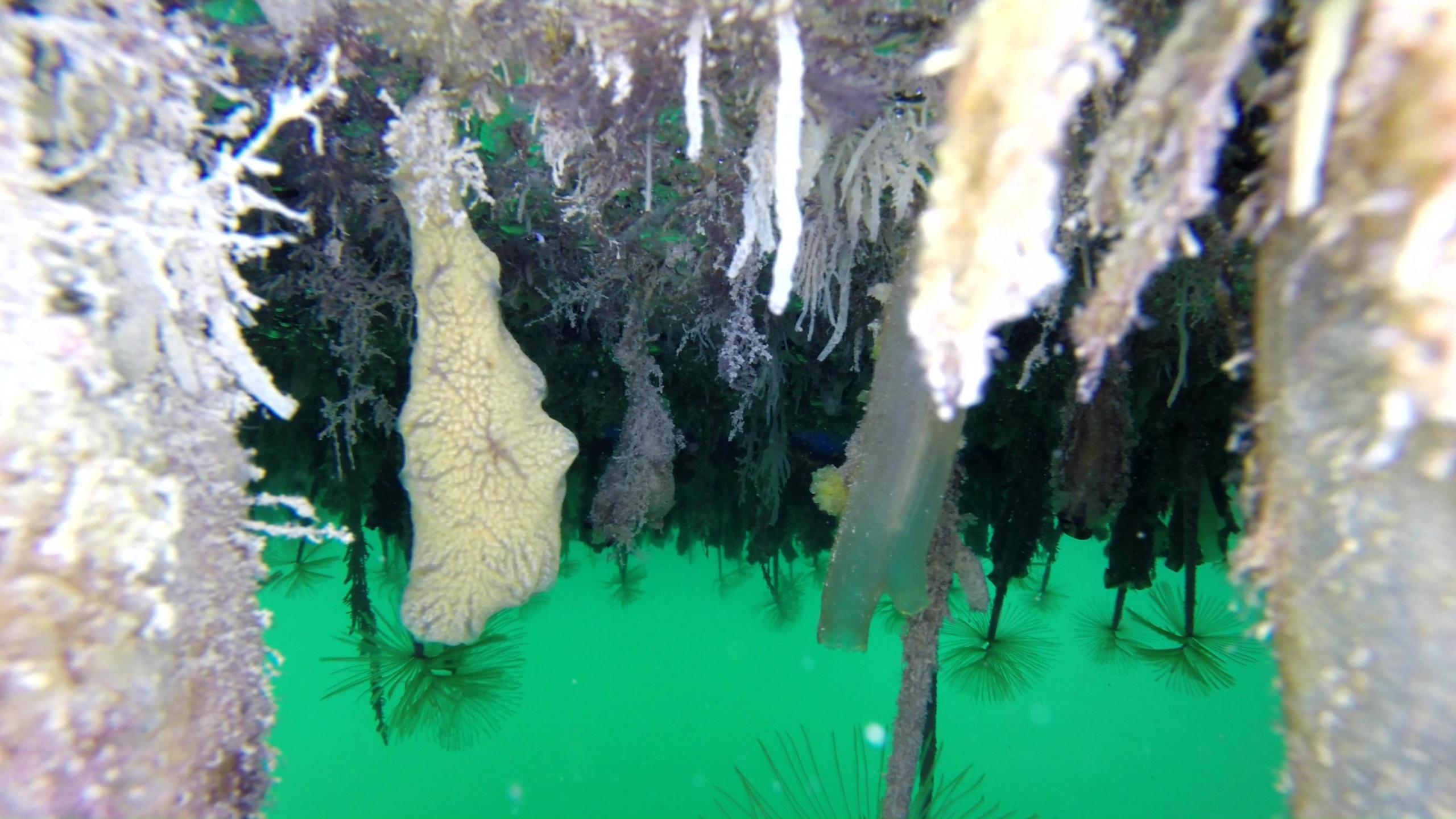 Invasive species Sea Vomit on bottom of boat