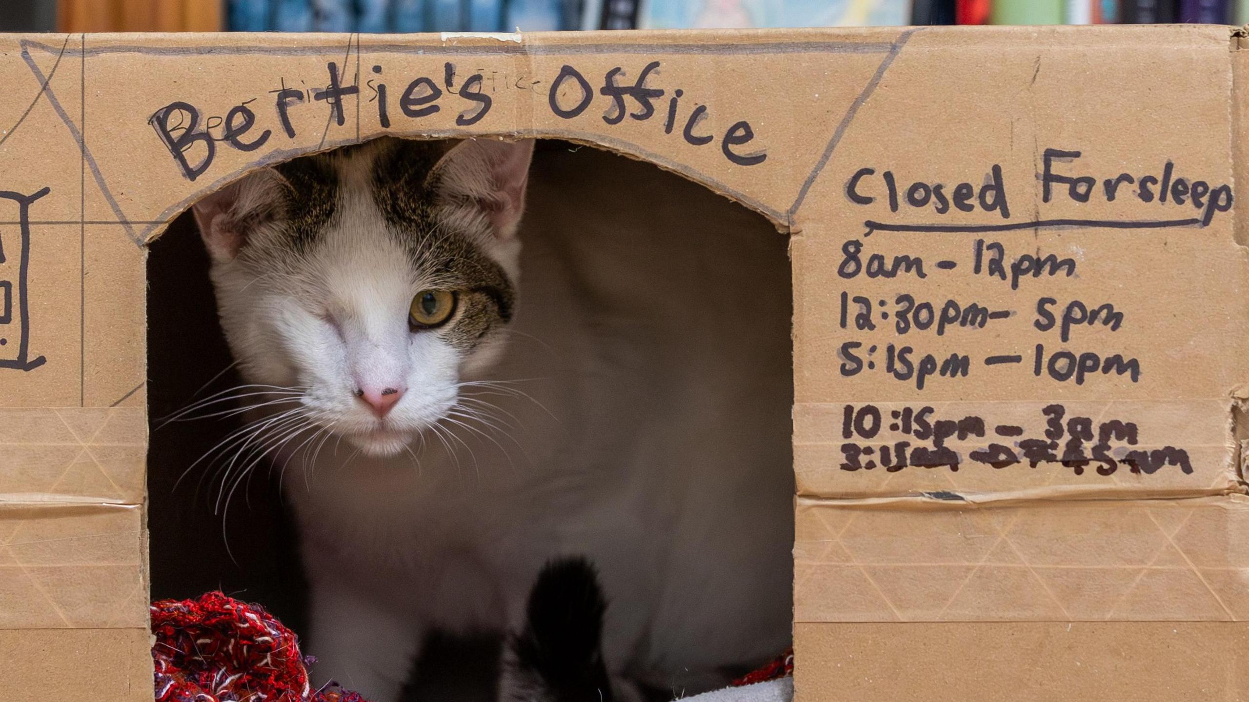 A cat with one-eye sits inside a makeshift home office made from a cardboard box, with Bertie's Office written above it and opening times written in marker pen on one side.