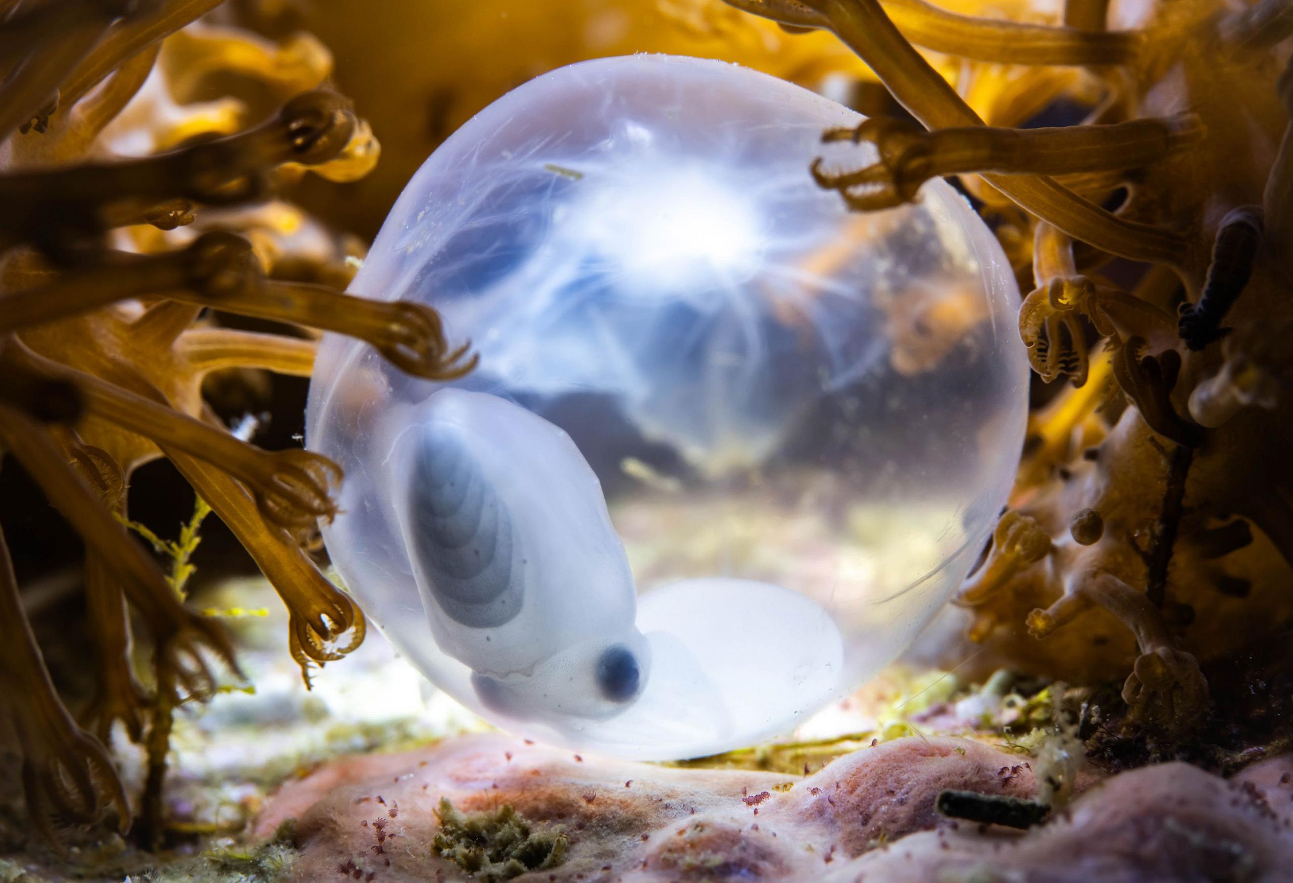 Squid egg