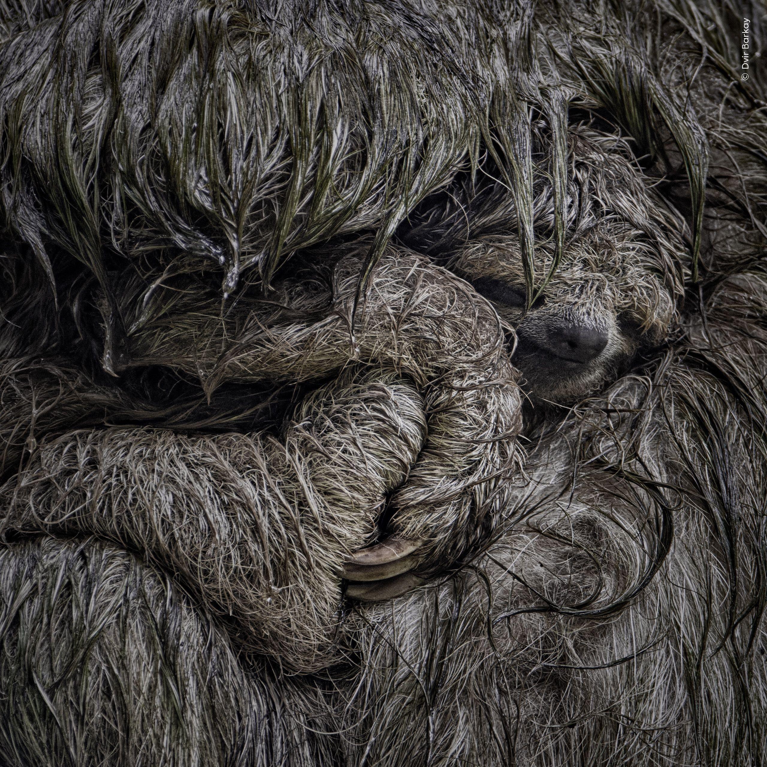 A close up of a sleeping baby sloth which looks camouflaged in its mum's fur