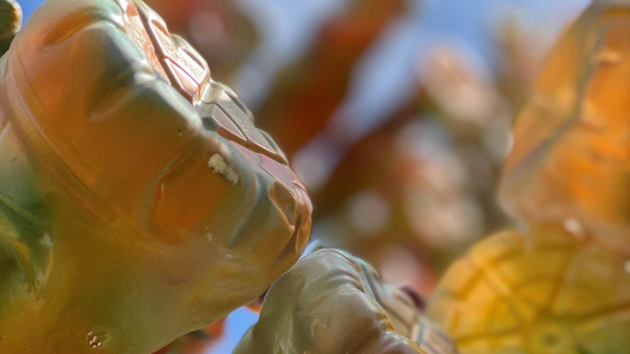 Plastic bottles in the tree sculpture